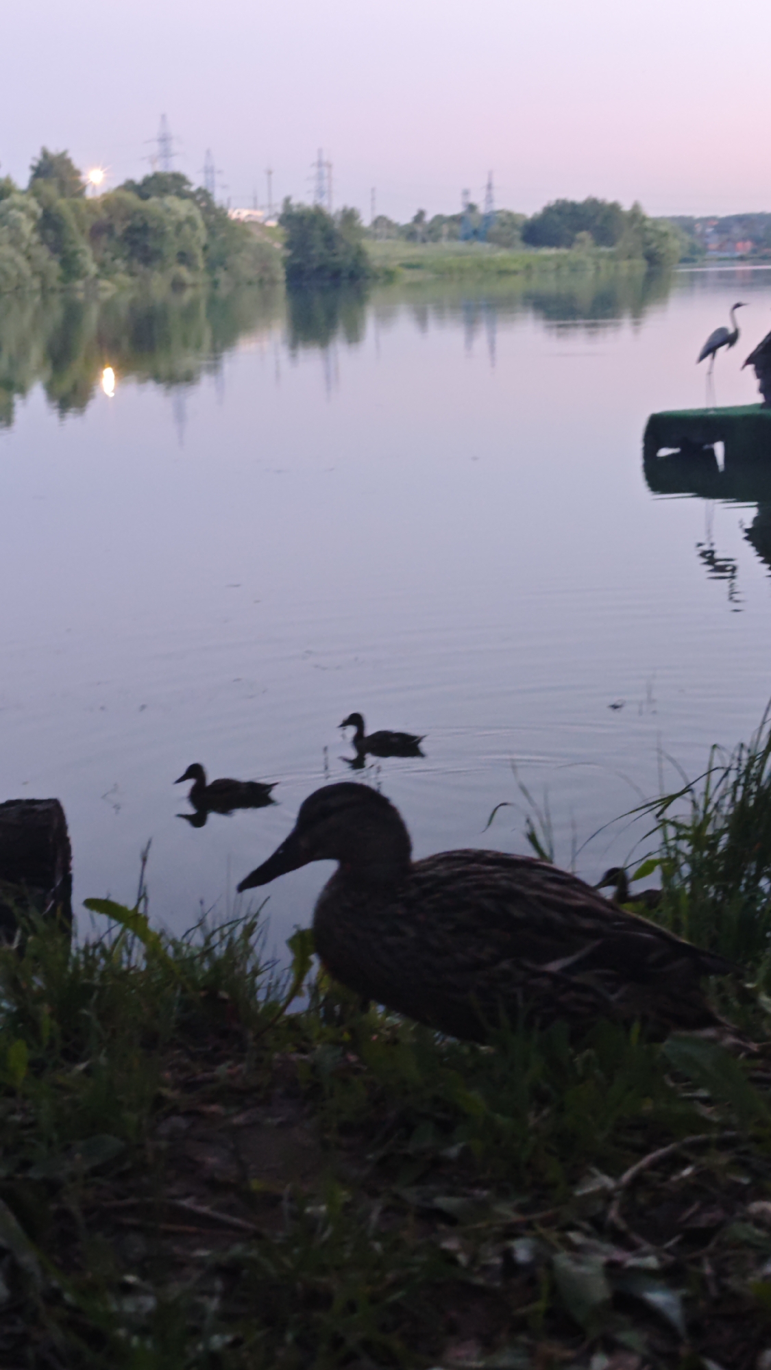 This is a vertical, low-angle, wide shot photograph taken at dusk in Щапово, Russia, near a body of water with a treeline and power lines in the background. In the foreground, a duck is partially visible on the grassy bank of the water. Further into the water, three more ducks are swimming. To the right of the image, a dark platform or raft is visible, with a heron statue standing on it. The sky is a pale pinkish-purple, indicating the end of the day. The water's surface is calm and reflects the sky and the distant treeline.