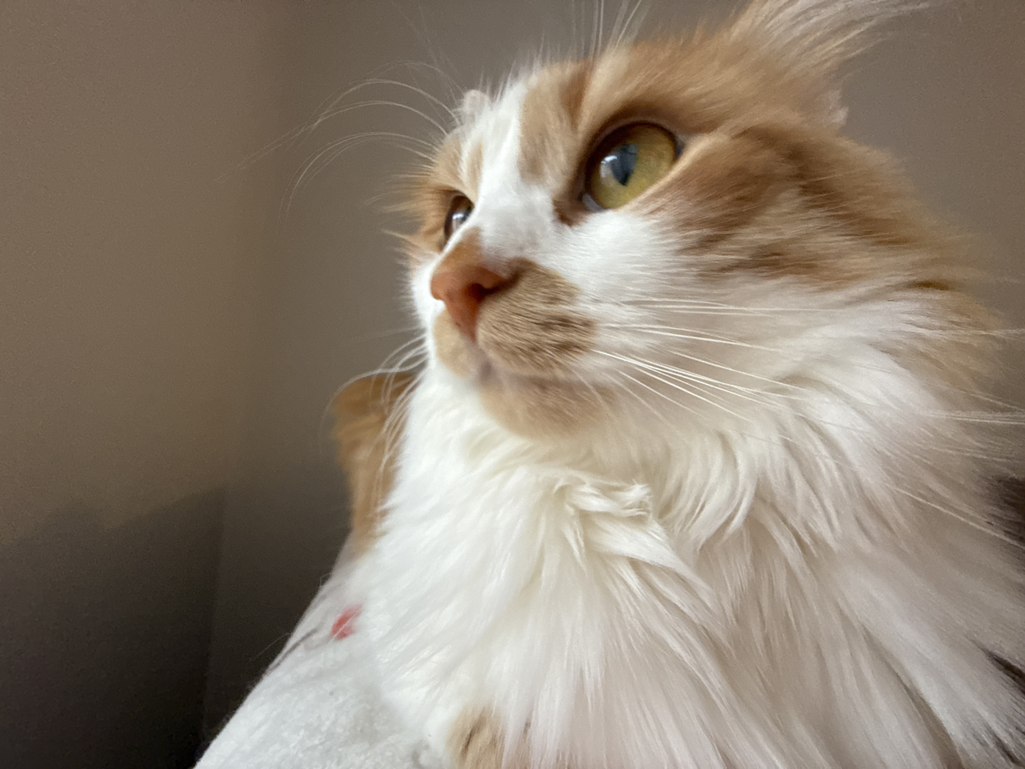 This is a close-up, low-angle, eye-level shot of an orange and white long-haired cat. The cat is looking off to the left of the frame with its head angled slightly upwards. Its right eye is clearly visible, showing a bright yellow iris with a dark pupil. The cat's fur is fluffy and appears soft, with prominent white fur on its chest and face, contrasted by orange markings on its head and ears. Whiskers fan out from its muzzle, and fine hairs are visible throughout its coat. The background is a blurred, neutral, brownish-grey, suggesting an indoor setting. There are no people or other animals visible. The lighting is soft and diffused, and there is no indication of the time of day or weather. A small, faint red mark is visible on the cat's white fur on the lower left side of the frame, possibly a speck of paint or blood, but it's difficult to determine its origin. There is no visible text in the image.