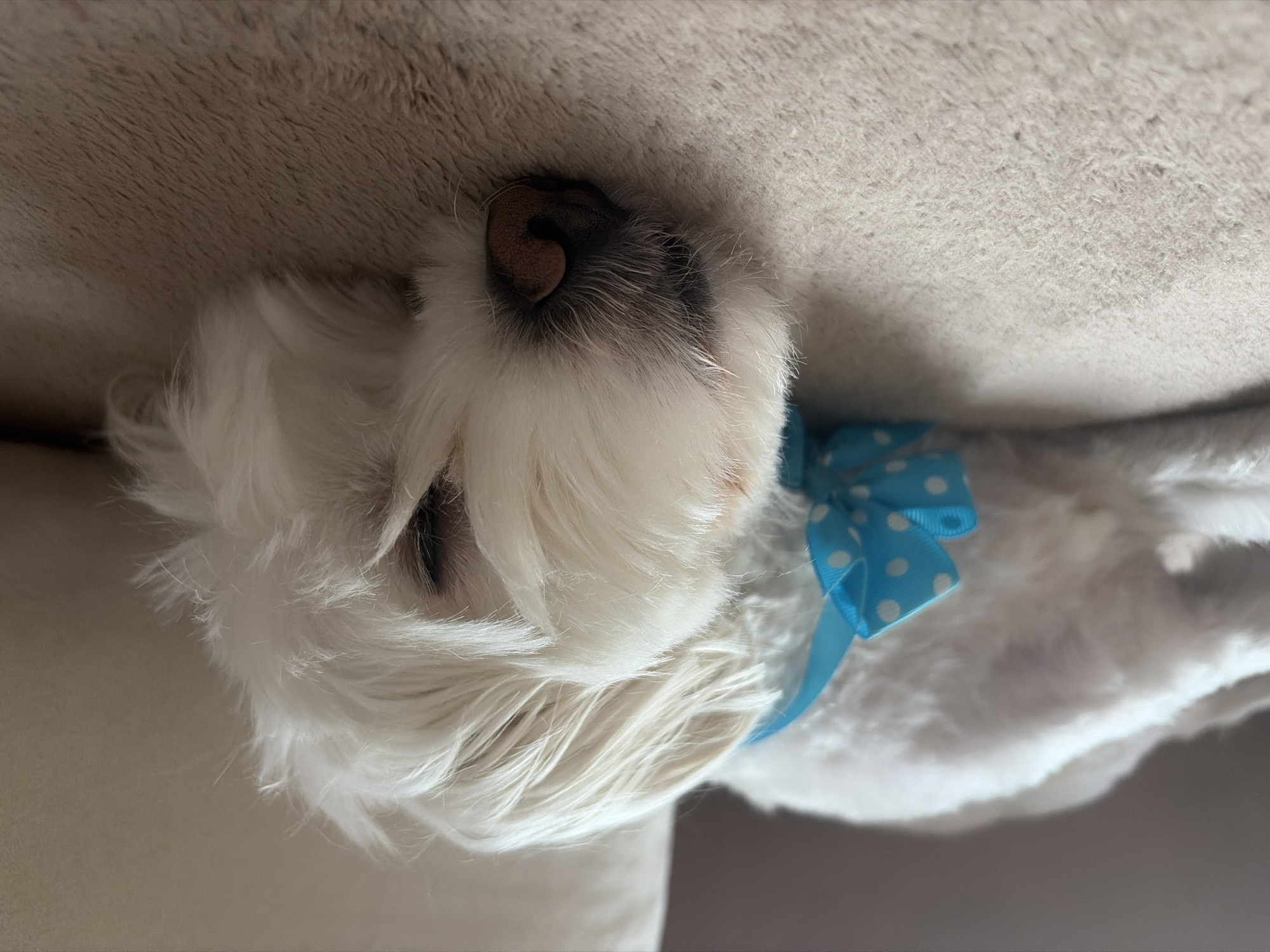 A white, long-haired dog with a pink nose is resting on a beige, textured surface. A blue ribbon with white polka dots is tied around its neck. The location of Sofia, Bulgaria, is not discernible in the image.