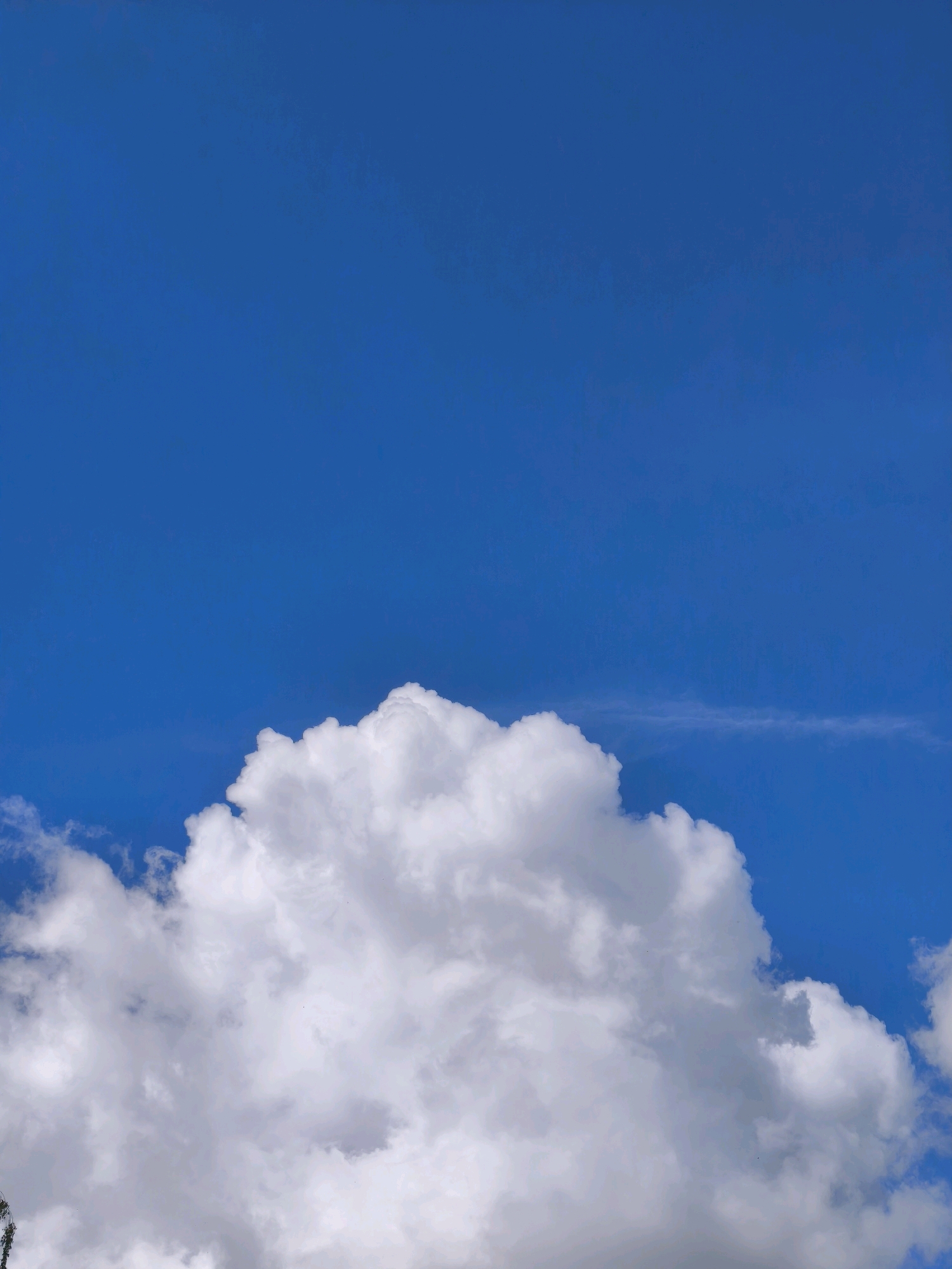 The image depicts a vast expanse of a vibrant blue sky, with a large, fluffy white cloud dominating the lower portion of the frame. The cloud is well-defined and appears to be a cumulus cloud, casting subtle shadows on its textured surface. In the extreme lower left corner, the very top of what appears to be a dark green tree or foliage is visible, hinting at a landscape below the sky. The image appears to be taken on a clear day with good visibility. The scene is devoid of any human presence, structures, or urban elements, suggesting an open, natural environment. There is no indication of the specific location within Mahilyow, Belarus, as the image focuses solely on the sky and clouds.