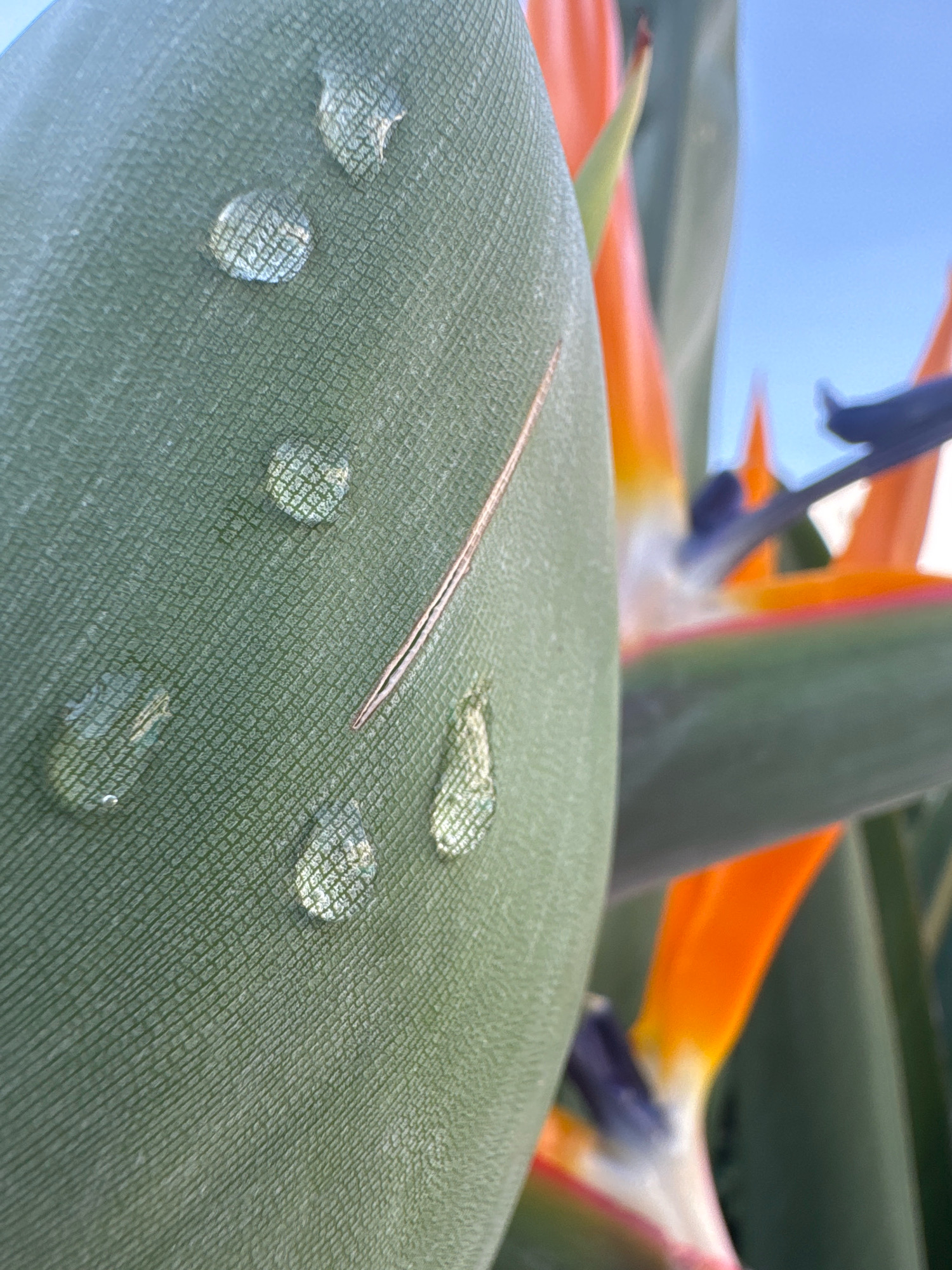 A close-up, macro photograph captures water droplets on a green, textured leaf of a Bird of Paradise flower. The leaf's surface displays a woven pattern. Several clear, spherical water droplets are scattered across the leaf, with one elongated droplet near the bottom right. A thin, brown, needle-like object lies diagonally across the leaf, positioned above the elongated droplet. In the background, out of focus, the vibrant orange and blue petals of the Bird of Paradise flower are visible against a clear blue sky. The photograph is taken outdoors, with the lighting suggesting natural daylight. There are no people or animals present in the image. The location is not identifiable from the visual information in the image.