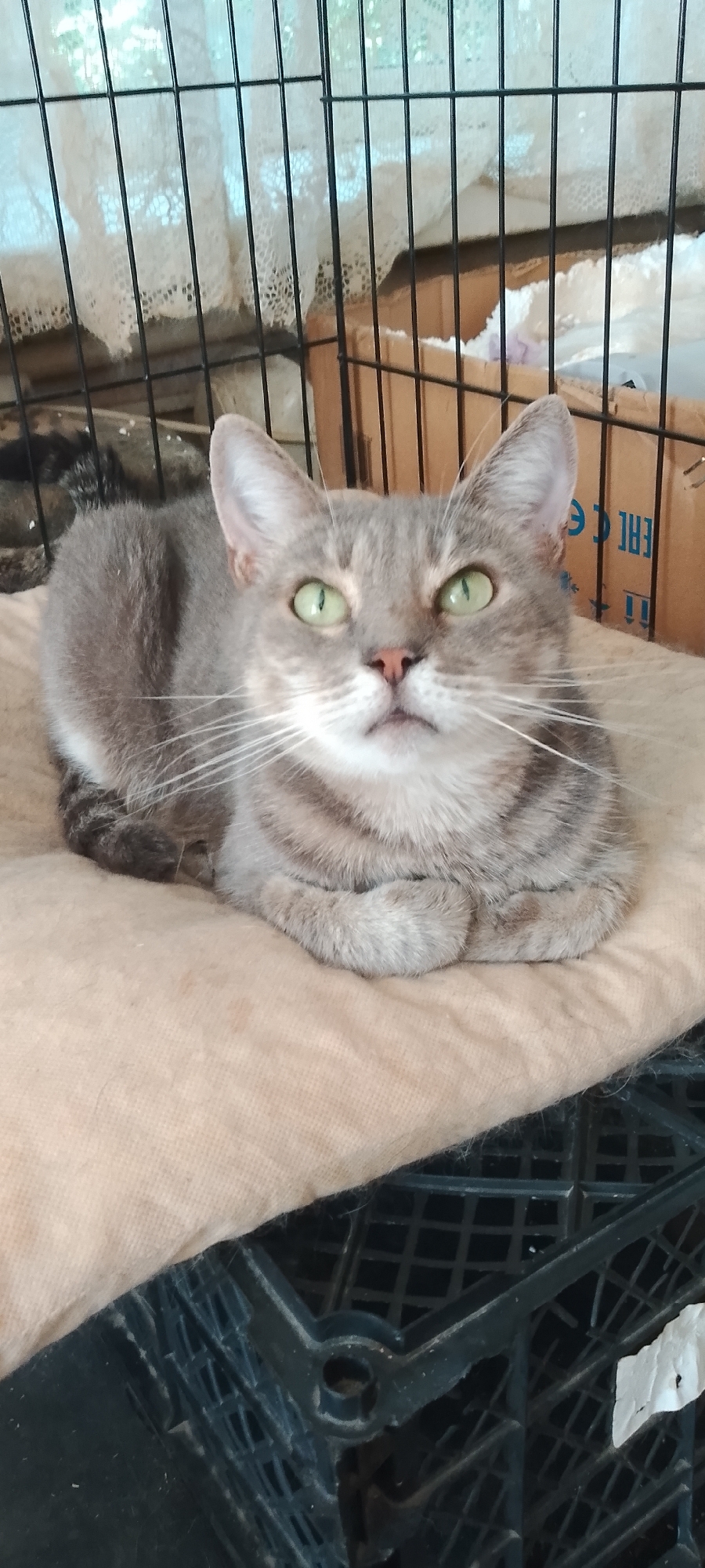 A gray tabby cat with bright green eyes is lying on a beige cushion inside a black plastic crate. The cat is curled up with its paws tucked beneath it, facing the camera. The background shows a black metal cage with a white lace curtain visible through the bars. The crate is positioned on a dark surface. The overall scene suggests an indoor domestic environment, likely a home or shelter, within the city of Belgorod, Russia.