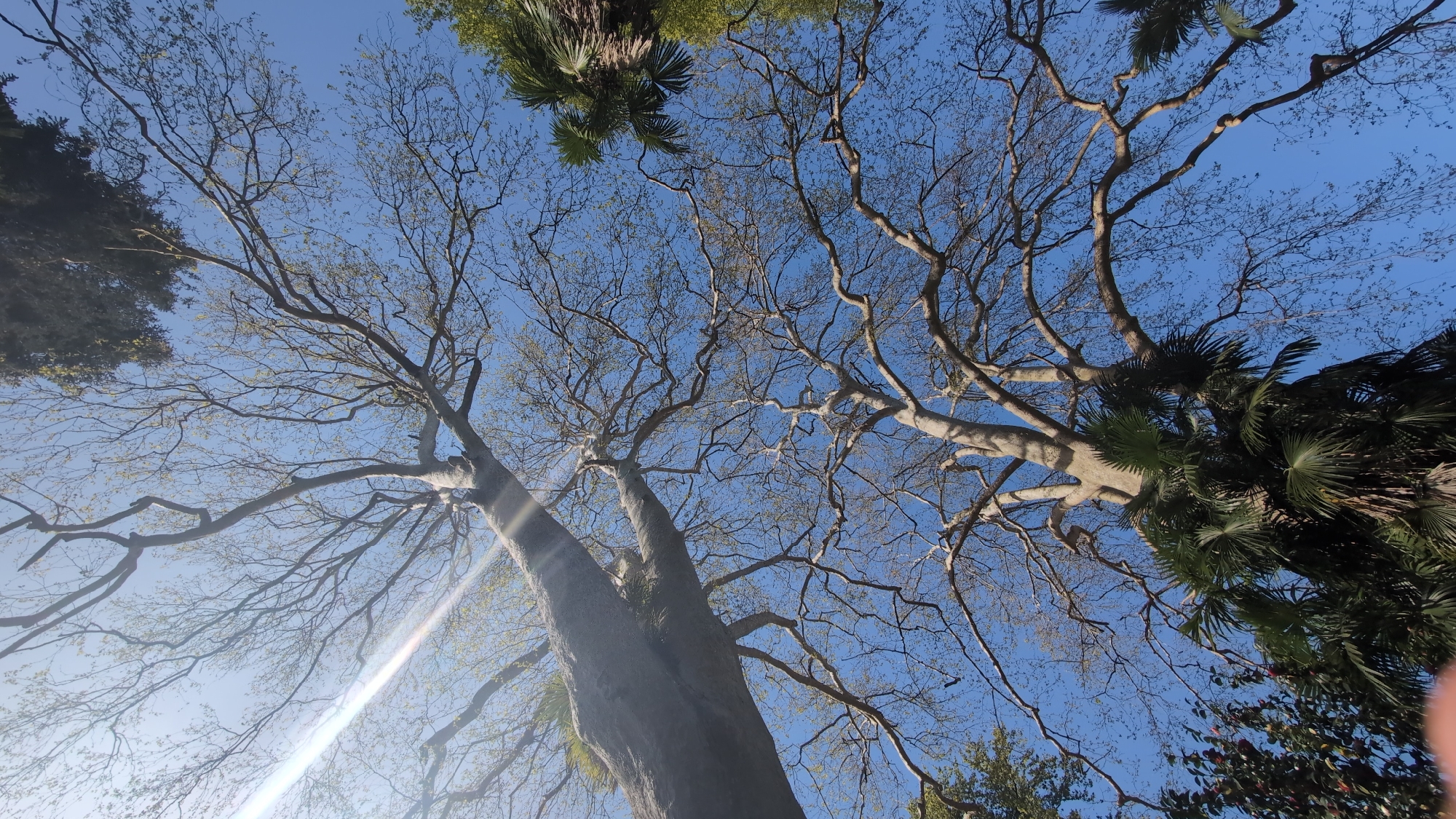 The image shows a view looking upwards towards the sky through the branches of trees. The sky is a clear blue. Several tree types are visible, including bare-branched trees and palm trees. The photograph was likely taken in Batumi, Georgia.