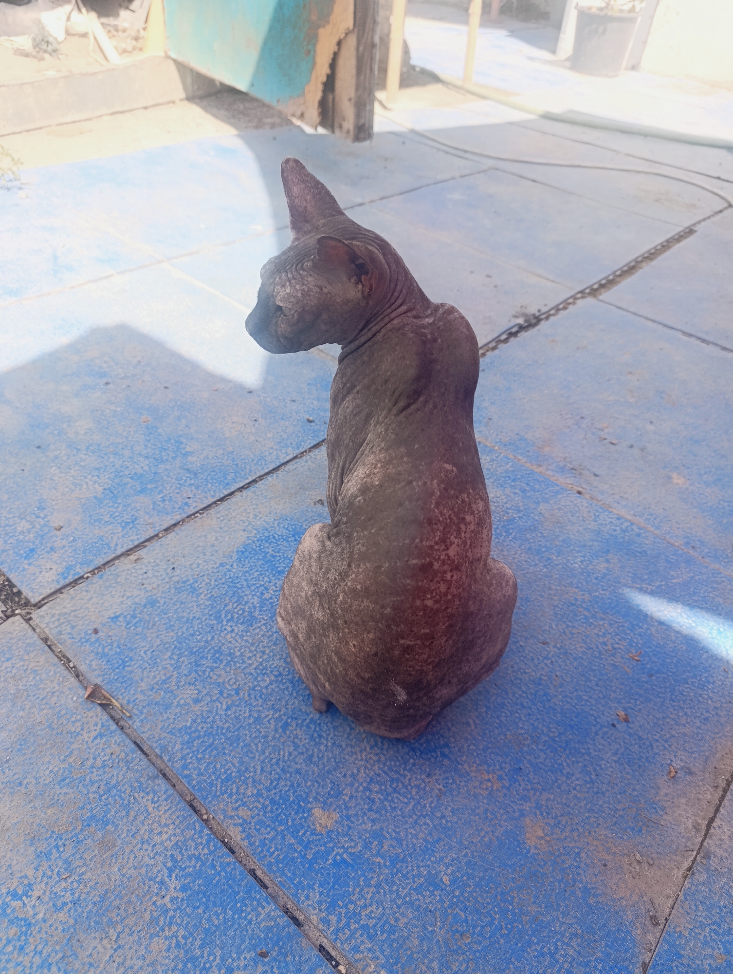 A hairless cat, likely a Sphynx breed, sits on a blue tiled surface in an outdoor setting. The cat is dark in color and has prominent skin folds. The tiled area appears to be part of a patio or walkway, with scattered dirt and debris. In the background, there is a structure with turquoise-colored elements and some wooden supports, suggesting an urban or suburban environment. The lighting indicates it is daytime. The cat is positioned facing away from the camera, looking to the left.