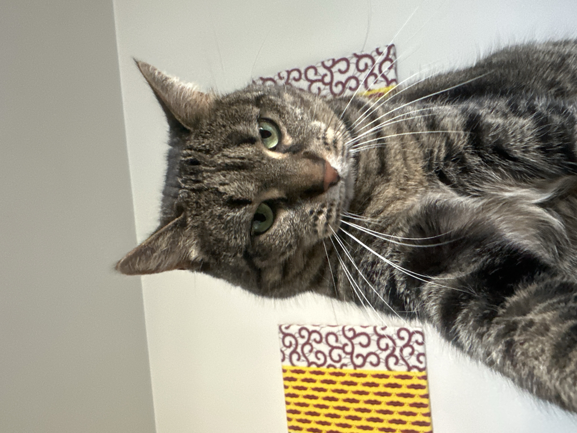 A close-up, slightly rotated image captures a brown tabby cat with green eyes. The cat's head is tilted, and its whiskers are prominent. The background consists of a white wall and two decorative squares with a repeating pattern of brown swirls on a white background and a yellow section with brown horizontal dashes. The location in the city of Châtenay-Malabry, France, is not discernible from the image.