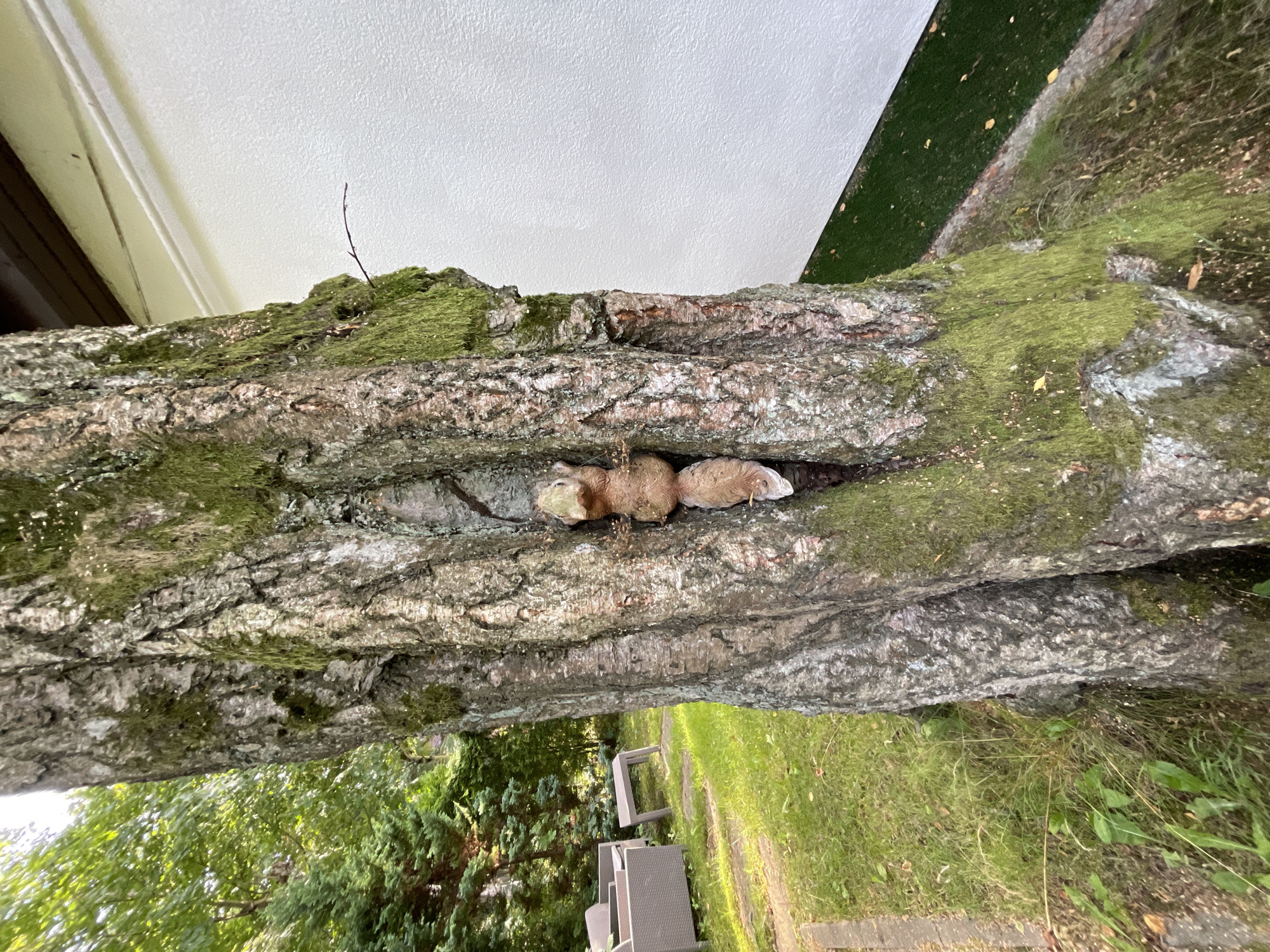 An artificial squirrel figurine is lodged in a crevice of a large, moss-covered tree trunk. The tree is situated outdoors, likely in a garden or yard, with lush green grass surrounding its base. In the background, a white building wall is visible, along with some outdoor furniture and dense foliage. The scene is set in Svetlogorsk, Russia, suggesting a residential or recreational outdoor area within the city.