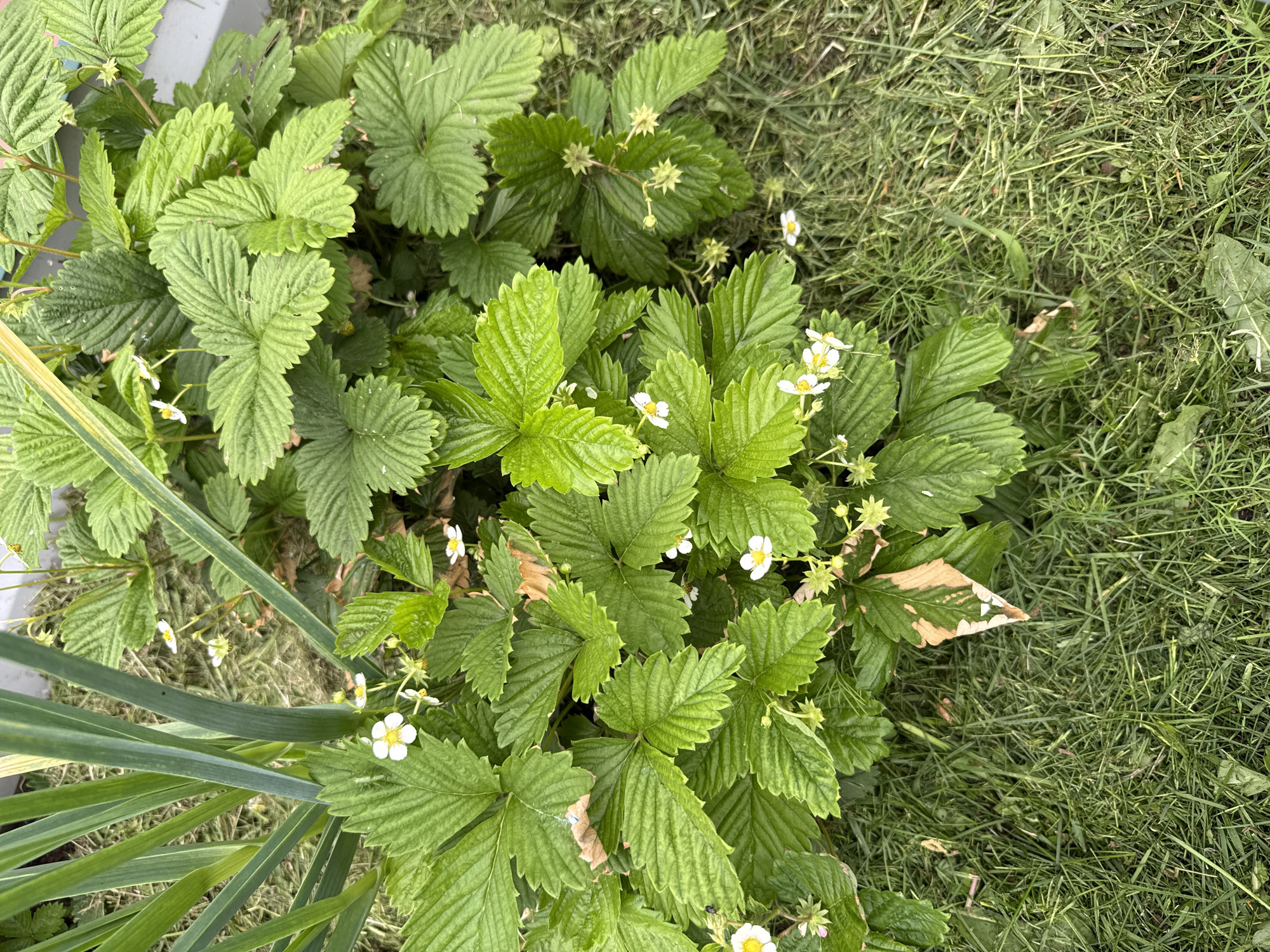 The image captures a vibrant, high-angle view of lush green strawberry plants in an outdoor garden setting in Votkinsk, Russia. The central and dominant subjects are several strawberry plants, characterized by their bright green, trifoliate leaves with serrated edges and distinct venation. Numerous small white flowers with prominent yellow centers are scattered among the foliage, indicating the plants are in bloom and likely starting to bear fruit, as some small green fruit buds are also visible.
To the left of the strawberry patch, a different plant with long, slender, strap-like leaves, some exhibiting lighter green or yellowish variegation, is partially visible. The background and surrounding areas consist primarily of freshly cut green grass, suggesting a lawn or a maintained grassy patch adjacent to the garden bed. The lighting is bright and natural, consistent with daytime conditions, casting soft shadows and highlighting the fresh greenery of the plants. No people, animals, or visible text are present in the image. The scene conveys a sense of healthy plant growth and a flourishing garden environment.