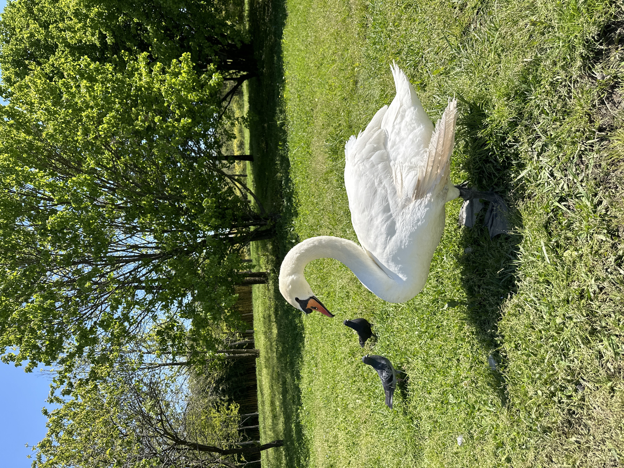 A large, elegant white swan stands prominently on a vibrant green lawn under a clear blue sky, likely in Sirius, Russia. The image captures a bright, sunny day, indicated by the strong shadows on the grass and the illuminated foliage. The swan, with its gracefully curved neck, is looking downwards, its orange and black beak visible. Its pristine white feathers contrast sharply with the lush green backdrop. Two dark-colored pigeons are positioned on the grass near the swan, one appearing directly in front of its gaze.
In the background, several deciduous trees with dense, light green leaves create a natural boundary for the grassy area. Some darker, more mature trees are visible further back. The scene suggests a well-maintained park or natural open space during springtime or early summer, given the fresh green leaves and bright conditions. The overall atmosphere is peaceful, showcasing wildlife coexisting in a serene outdoor setting. There is no visible text in the image.