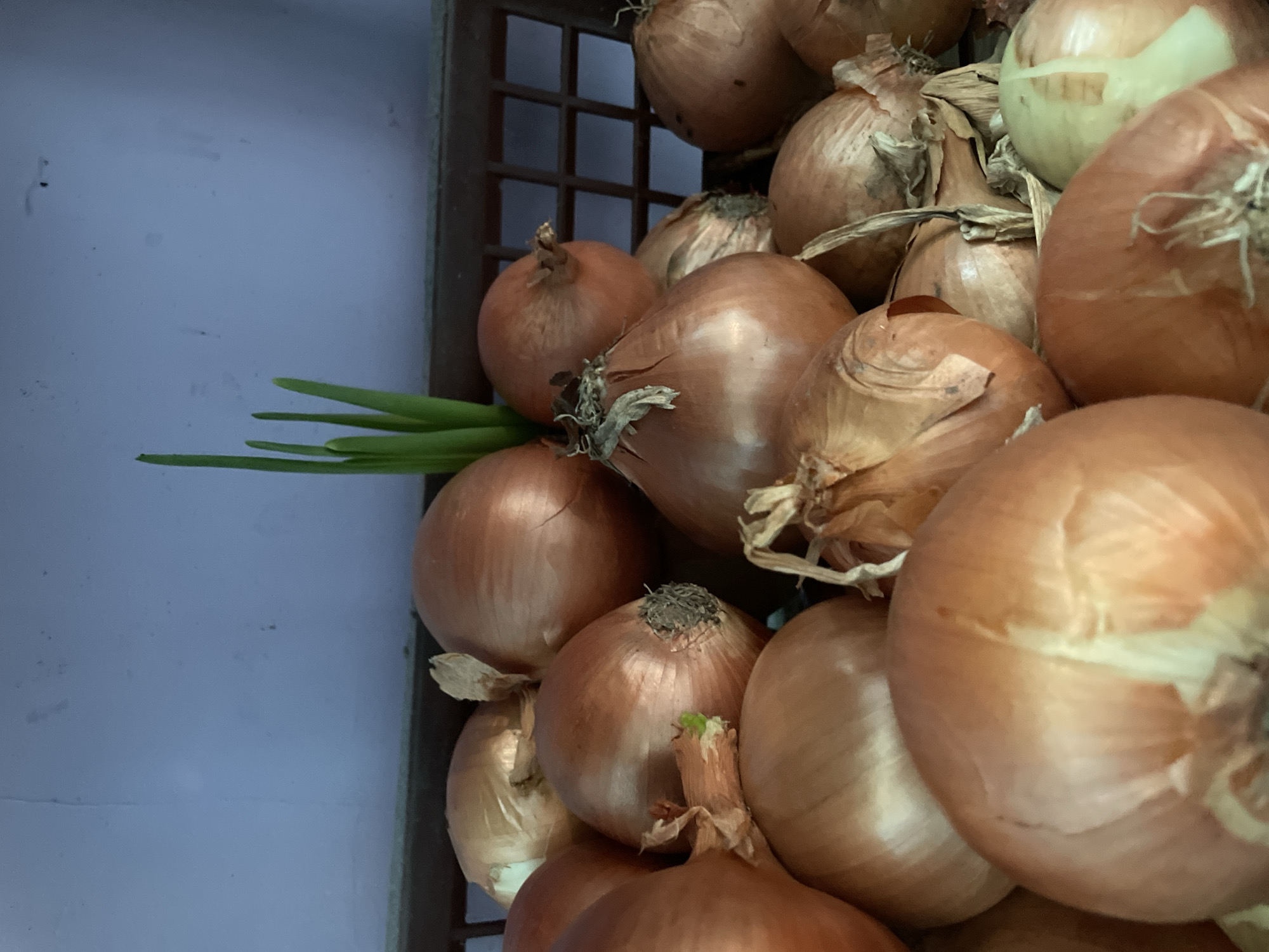 A close-up shot depicts a cluster of brown and white onions in a brown lattice container. Attached to the onions on the left side are green onion stalks. The container is set against a pale blue wall. The image suggests a kitchen or food storage area, though the specific location in Olginka, Russia is not evident from the visual content. There are no people visible in the image.