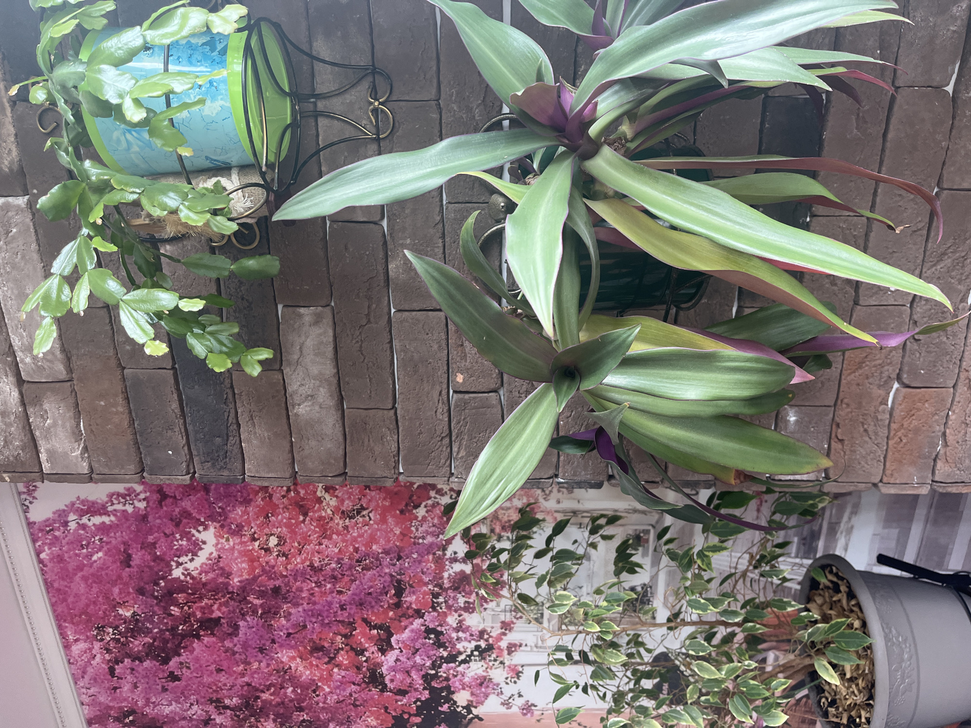 The image shows an indoor scene featuring several potted plants against a brick-patterned wall and a large floral wallpaper. In the foreground, a Rhoeo spathacea plant with long, sword-shaped leaves in shades of green and purple is prominently displayed. To the left, a Ficus benjamina plant with variegated green and white leaves is in a gray pot. Above and to the right, a Christmas cactus (Schlumbergera) is in a bright blue pot on a decorative metal shelf. The wall is textured to resemble dark brown bricks, and the wallpaper on the left depicts a large cluster of bright pink and fuchsia flowers, possibly bougainvillea, against a lighter background with white architectural elements. The lighting suggests an indoor environment, possibly a home or a commercial space. There are no people visible in the image. The location is stated to be Vladimirovka, Russia.