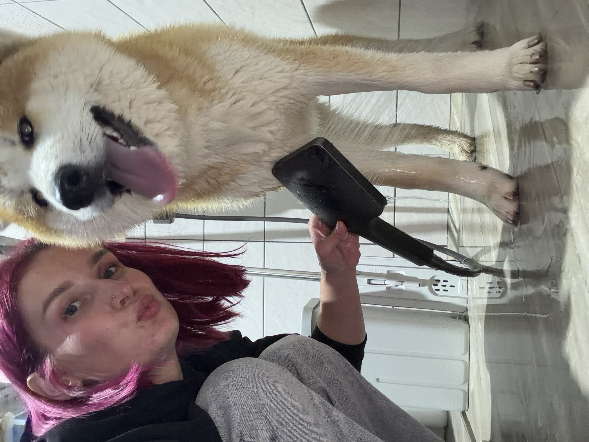 In this vertical, slightly blurry image, a young woman with vibrant pink hair is in the process of bathing a fluffy, light-colored dog, likely an Akita breed. The woman is positioned in the foreground, looking towards the camera with a playful expression, puckering her lips. She is wearing a black top and grey sweatpants. Her right arm, holding a black showerhead with a coiled hose, is extended towards the dog.
The dog, with its tongue hanging out and appearing somewhat wet, is the dominant subject in the background. Its fur is light brown and white, and its body is mostly visible from the shoulders down. Water is visibly spraying from the showerhead onto the dog's fur. The setting appears to be a bathroom, with white tiled walls and a floor that is wet and reflective, suggesting a shower or bathing area. There is a white plastic unit visible on the right side of the frame, likely part of the bathroom fixtures. The overall lighting suggests it is daytime, possibly indoors with artificial lighting. The emotion conveyed is one of lightheartedness and a shared moment between the woman and her pet during a bath. No visible text is present in the image.