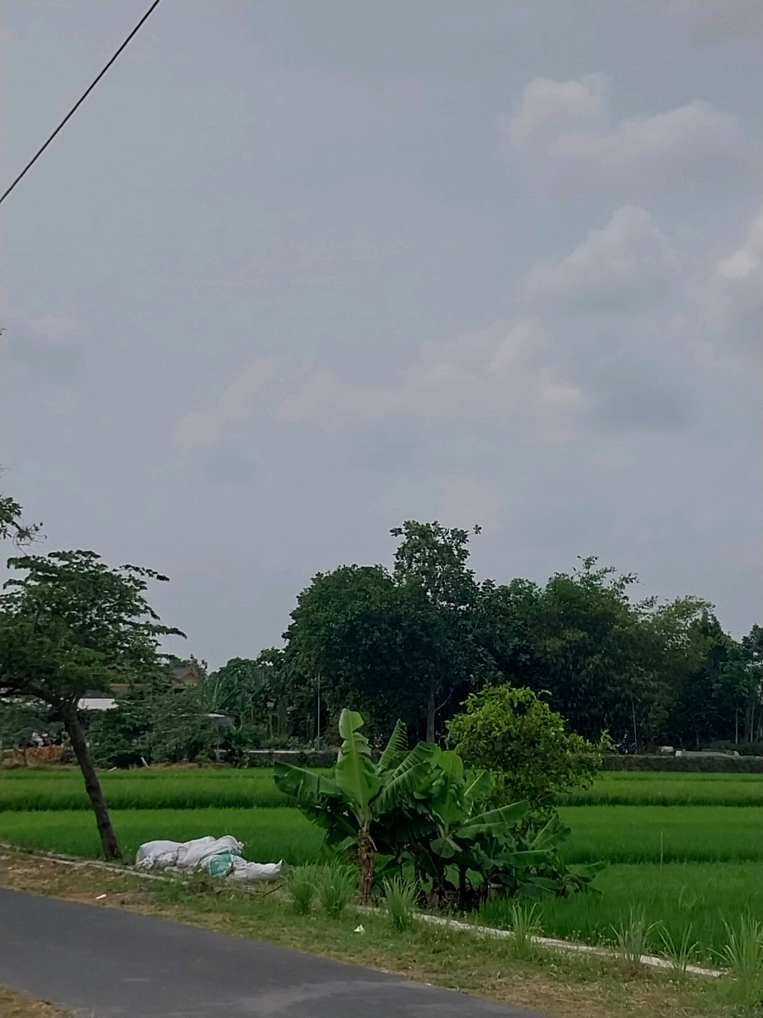 The image captures a rural scene in Cucukan, Indonesia, under an overcast sky. A paved road runs along the left foreground, bordered by dry grass and a few patches of green vegetation. To the right of the road, a pile of white and light blue bags lies on the ground next to a leaning tree with dark bark and sparse green leaves. Beyond this, a vibrant green rice paddy stretches into the distance, with a line of tall, dark green trees forming a backdrop. In the mid-ground, a cluster of banana trees with large, broad leaves stands out. The sky is filled with diffuse grey clouds.