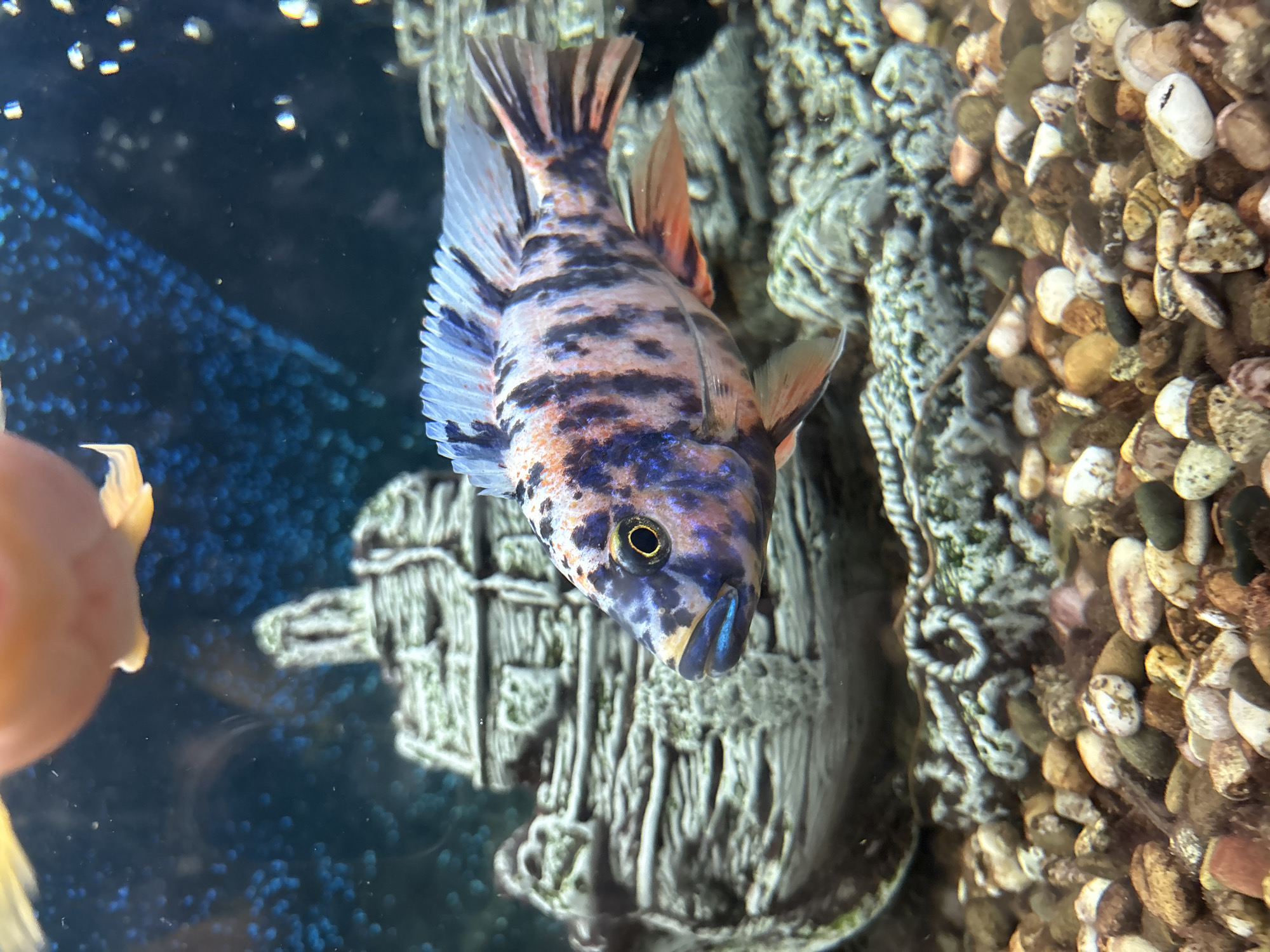 The image shows a close-up view of a fish in an aquarium. The fish is a vibrant African cichlid with blue, orange, and black markings. It has a distinctive blue stripe on its lower lip and a yellow eye with a black pupil. The fish is positioned in the center of the frame, facing left, with its dorsal fin extended.
Behind the fish, a shipwreck-themed aquarium decoration is visible. The decoration is made of gray, weathered material and appears to be a detailed replica of an old ship. The background of the aquarium is a dark blue, speckled with small, bright blue dots, possibly representing bubbles or a textured backdrop. The bottom of the aquarium is covered with a layer of colorful pebbles, ranging in shades of brown, gray, and white.
In the upper part of the image, the blurry silhouette of another fish, possibly a goldfish, is visible. It is mostly orange and out of focus, suggesting it is either further away or moving rapidly.
This image was taken indoors, in what appears to be a domestic setting, likely a home or a pet store. There is no information in the image to suggest a specific location in the city of Павлово, Russia.