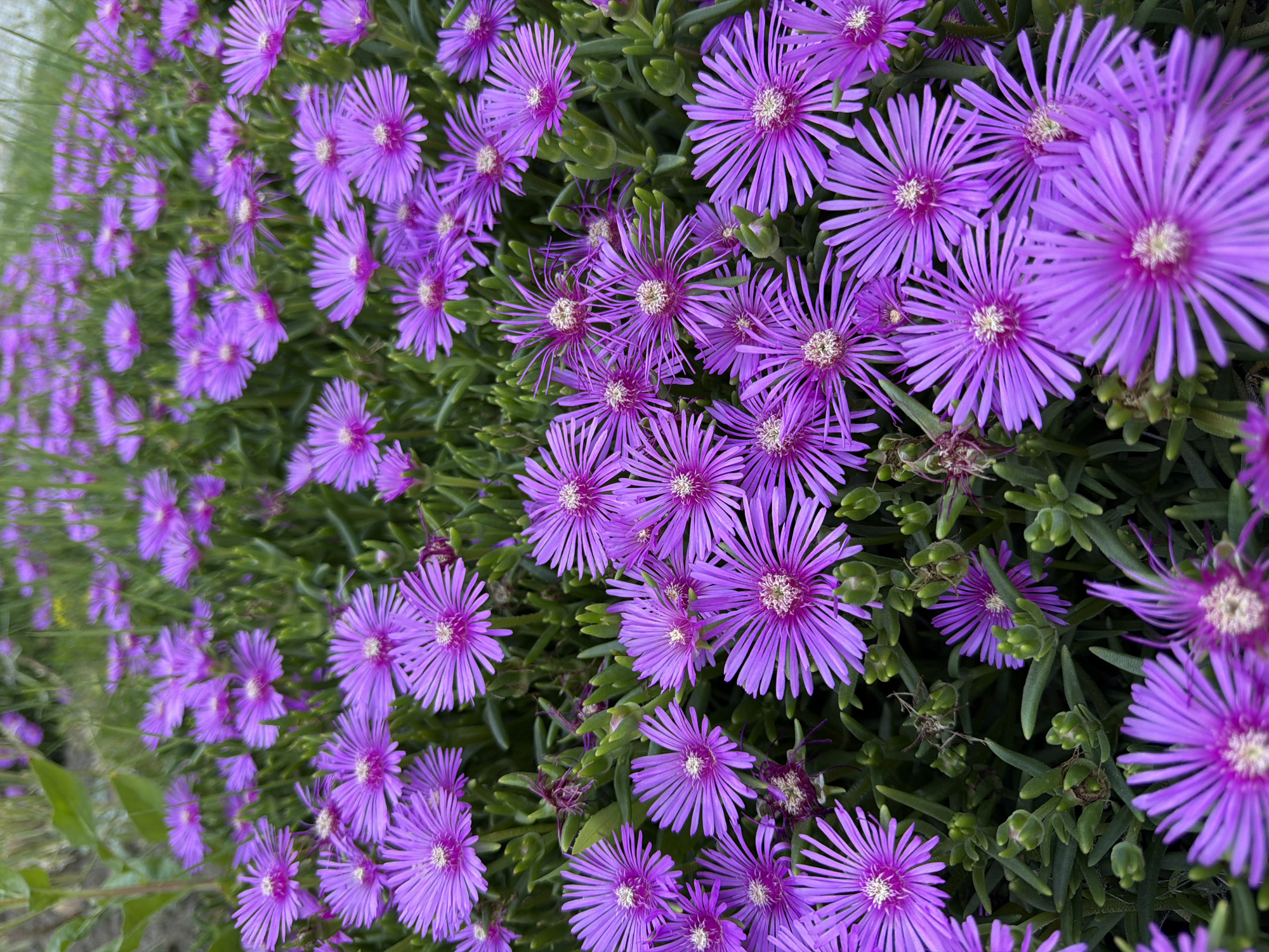 A close-up, vertical shot captures a dense cluster of vibrant purple flowers with thin, elongated petals. The flowers are in full bloom, with their centers a lighter shade of purple and white. They are surrounded by lush, green, succulent-like foliage. Numerous unopened buds are also visible, interspersed among the flowers and leaves. The background is softly blurred, suggesting a shallow depth of field, and consists of more of the same flowers and foliage extending into the distance, along with some hints of green stems or leaves from taller plants. The scene is well-lit, likely outdoors. There are no people or animals visible in the image.