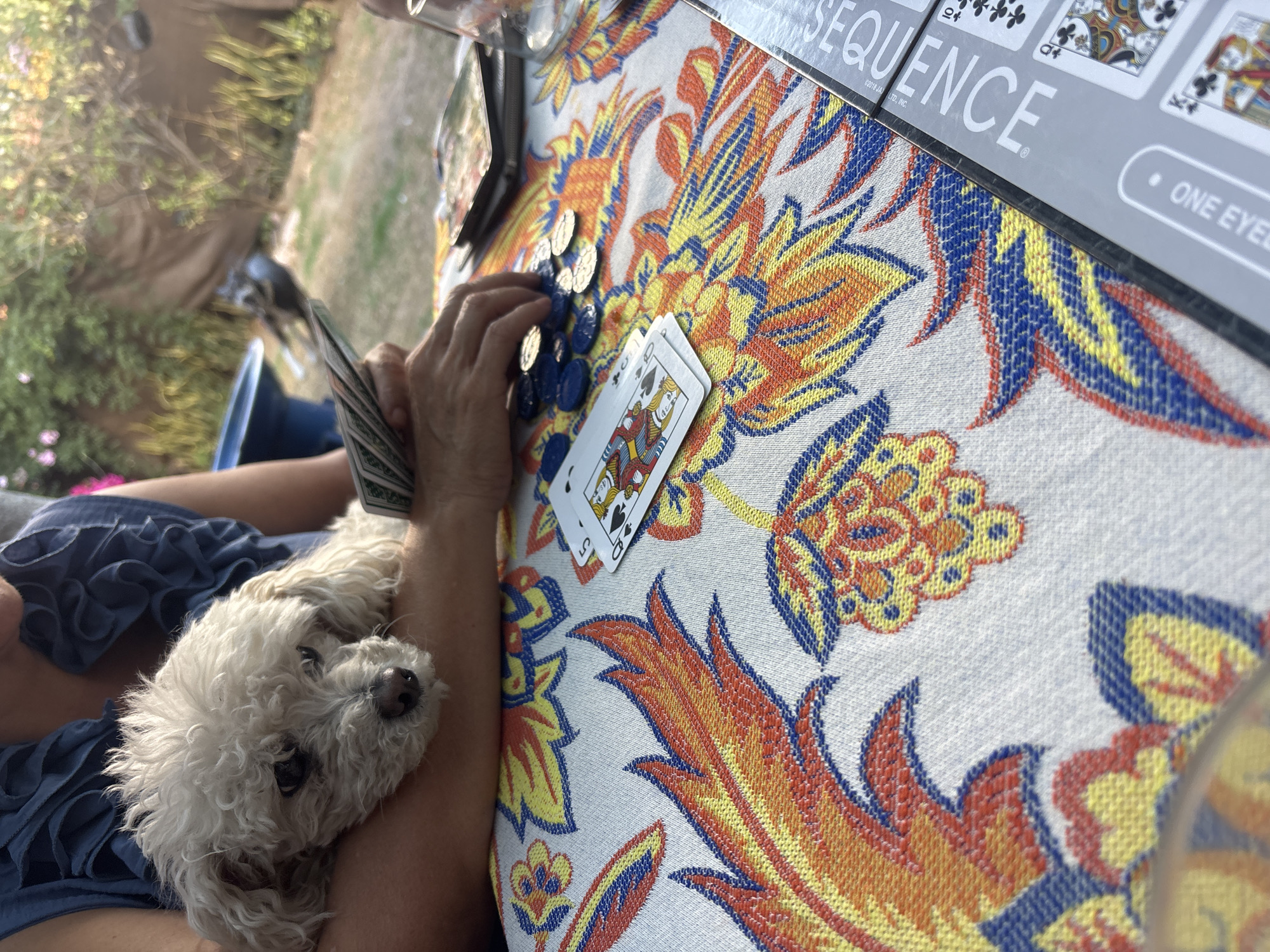 A medium, angled shot captures a game of Sequence being played outdoors. A person is seated at a table covered with a colorful patterned tablecloth in shades of white, yellow, orange and blue. Resting on the person's lap is a small, white dog, snuggled against the person's arm. The person is holding a stack of playing cards in one hand and is reaching for blue and gold chips on the table. Scattered on the table are playing cards and the "Sequence" game board. A glass and a cell phone also sit on the table. The background shows foliage, suggesting the game is being played in a yard or garden. There is no information to suggest it takes place in Puebla, Mexico.