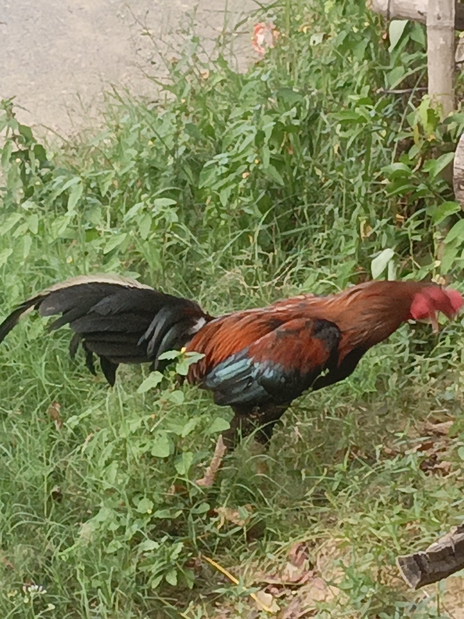 In Lhokseumawe, Indonesia, a rooster with iridescent feathers of red, black, and green is foraging in a patch of overgrown grass and dirt. The rooster, standing upright, faces to the right, its head lowered as if searching for food. Its tail feathers are predominantly black, fanned out behind it. The background consists of lush green foliage, with a light-colored, possibly dirt or gravel path to the left and a rough-textured wooden post on the right, partially obscured by leaves. The scene appears to be an outdoor, natural environment.