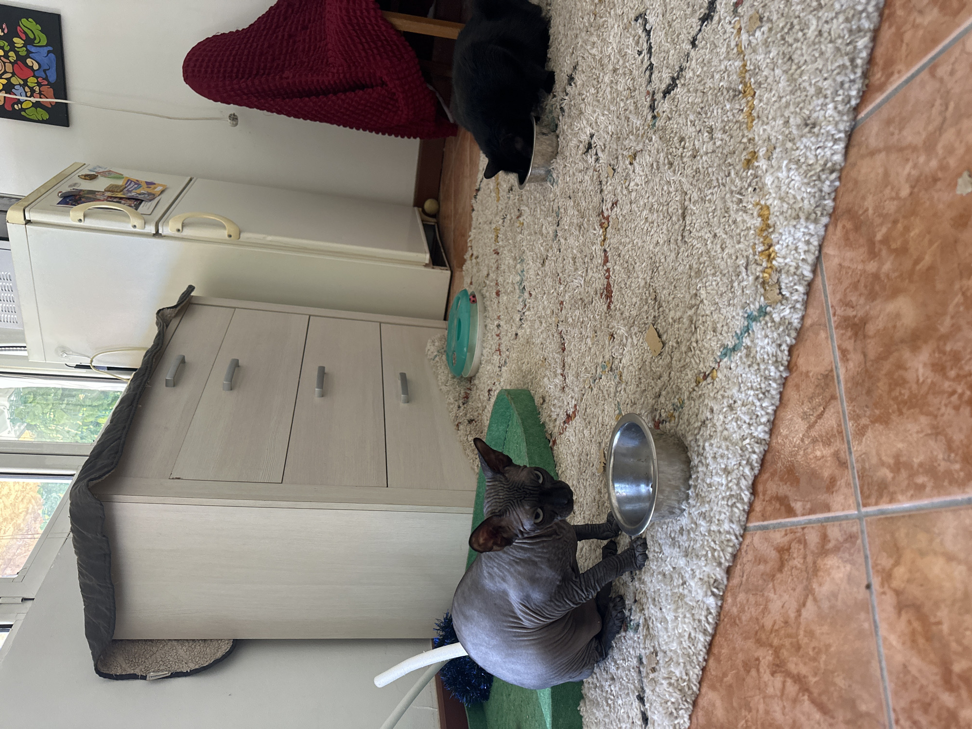 The image shows an interior space, possibly a residential apartment, with a focus on the activities of two cats. A black cat is eating from a bowl on a light-colored, textured rug, near a red blanket draped over a chair. A hairless Sphynx cat is near another bowl on the same rug, which is positioned near a beige-colored cabinet with drawers. The background shows a white refrigerator next to the cabinet, and a window with a view of trees outside. The floor near the rug transitions into brown tiles. There is no explicit evidence to place the location specifically in Budva, Montenegro.