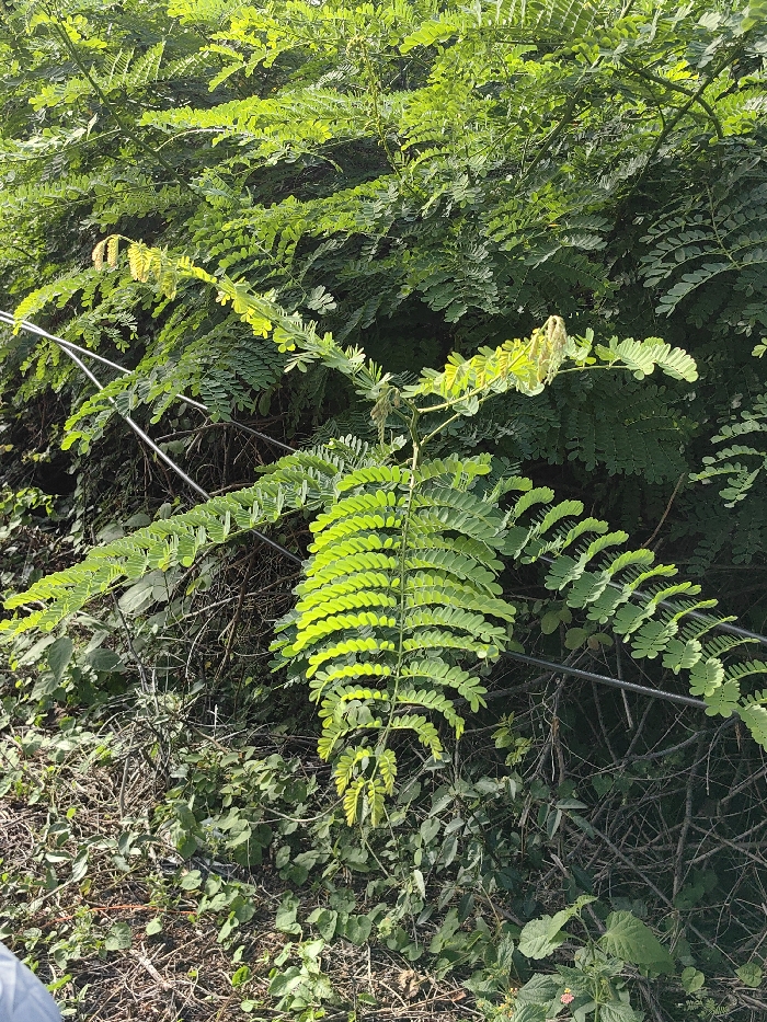 A vertical photograph depicts a dense expanse of green foliage in Ninh Hòa, Vietnam, dominated by various plant species. In the center, a large compound leaf with numerous small, ovate leaflets is brightly illuminated by direct sunlight, appearing a vibrant lime green. Surrounding this central leaf, denser, darker green foliage from similar plants forms a lush background. Two thin, dark-colored wires or cables extend horizontally through the mid-ground, partially interwoven with the leaves. The lower foreground shows ground cover composed of sparse green plants, dried leaves, and twigs. A small portion of a light-colored, indistinct object, possibly fabric, is visible in the bottom-left corner. The scene is outdoors under natural daylight, emphasizing the rich greenery.