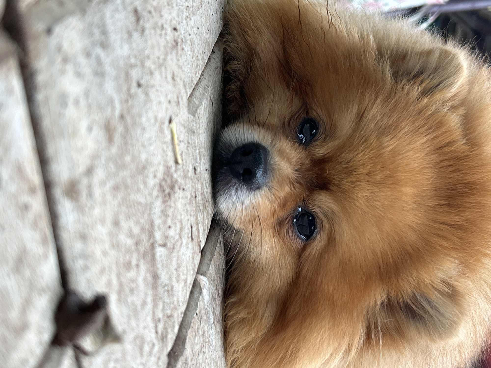 A close-up, eye-level, full-shot image shows a Pomeranian dog with reddish-brown fur resting its head on a light-colored wooden surface. The dog's eyes are dark and appear slightly wet, with its nose black and moist. The wooden surface is composed of planks with visible grain and texture, and there are small debris items, such as a light-colored twig, scattered on it. The background is blurred, suggesting an outdoor setting, possibly a porch or deck. The image does not contain any information that would allow for identification of its specific location within Olkhovka, Russia.
