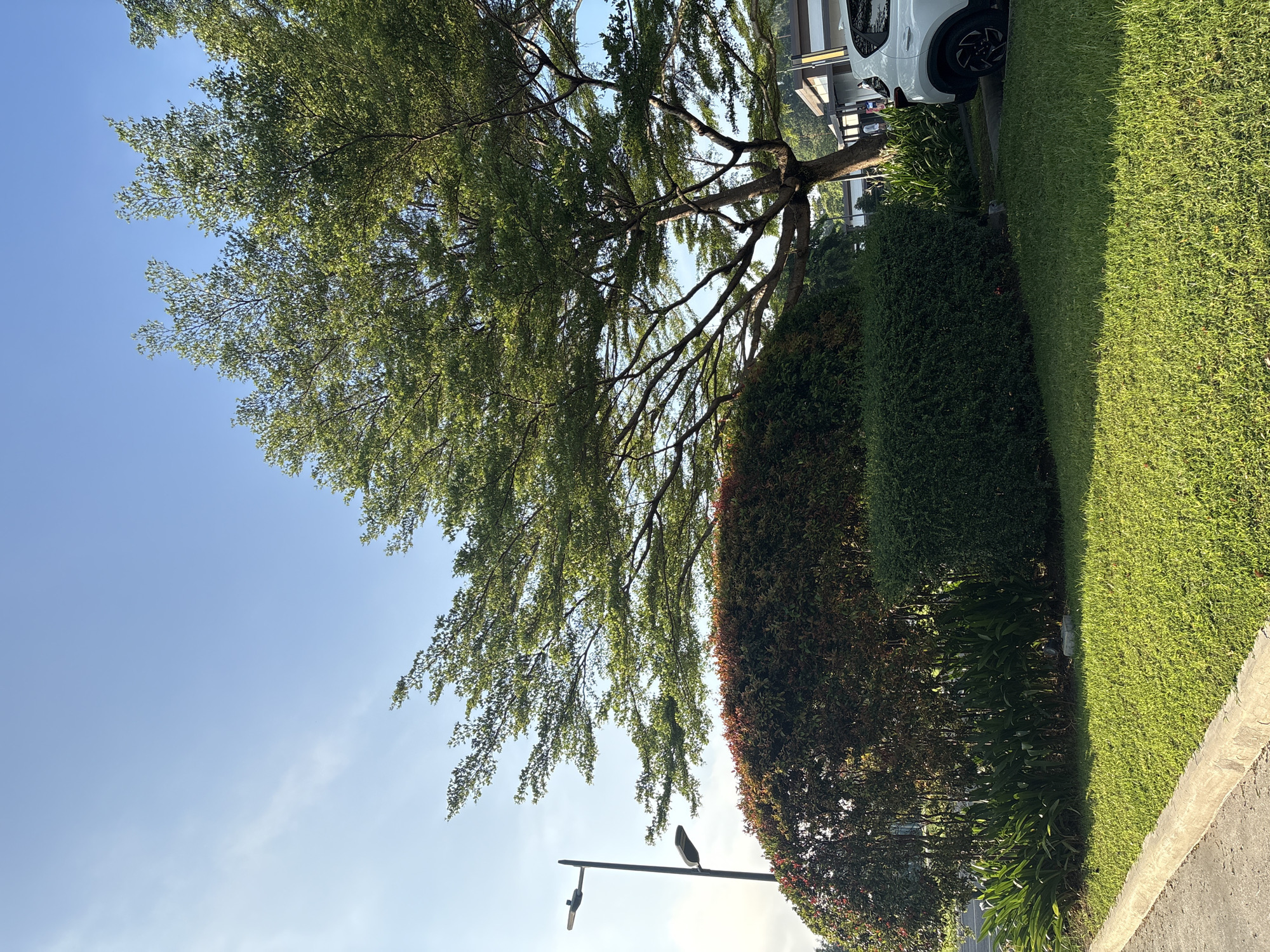 The image depicts a bright, sunny day in Davao City, Philippines, featuring a lush green lawn in the foreground with a concrete curb along the left side. Behind the lawn, a meticulously manicured hedge forms a dense, dark green barrier. To the left of the hedge, a street lamp with two lights stands tall against a clear blue sky.
Dominating the mid-ground and background is a large tree with spreading branches and a canopy of vibrant green leaves, its trunk thick and textured. Behind the tree, a white SUV is partially visible, parked on an asphalt surface. Further in the background, a building with a brown roof and beige walls is discernible, with a few figures standing near it. The overall scene suggests an outdoor area, possibly a park, commercial establishment, or residential complex, characterized by well-maintained landscaping and a peaceful atmosphere under the tropical sun.
