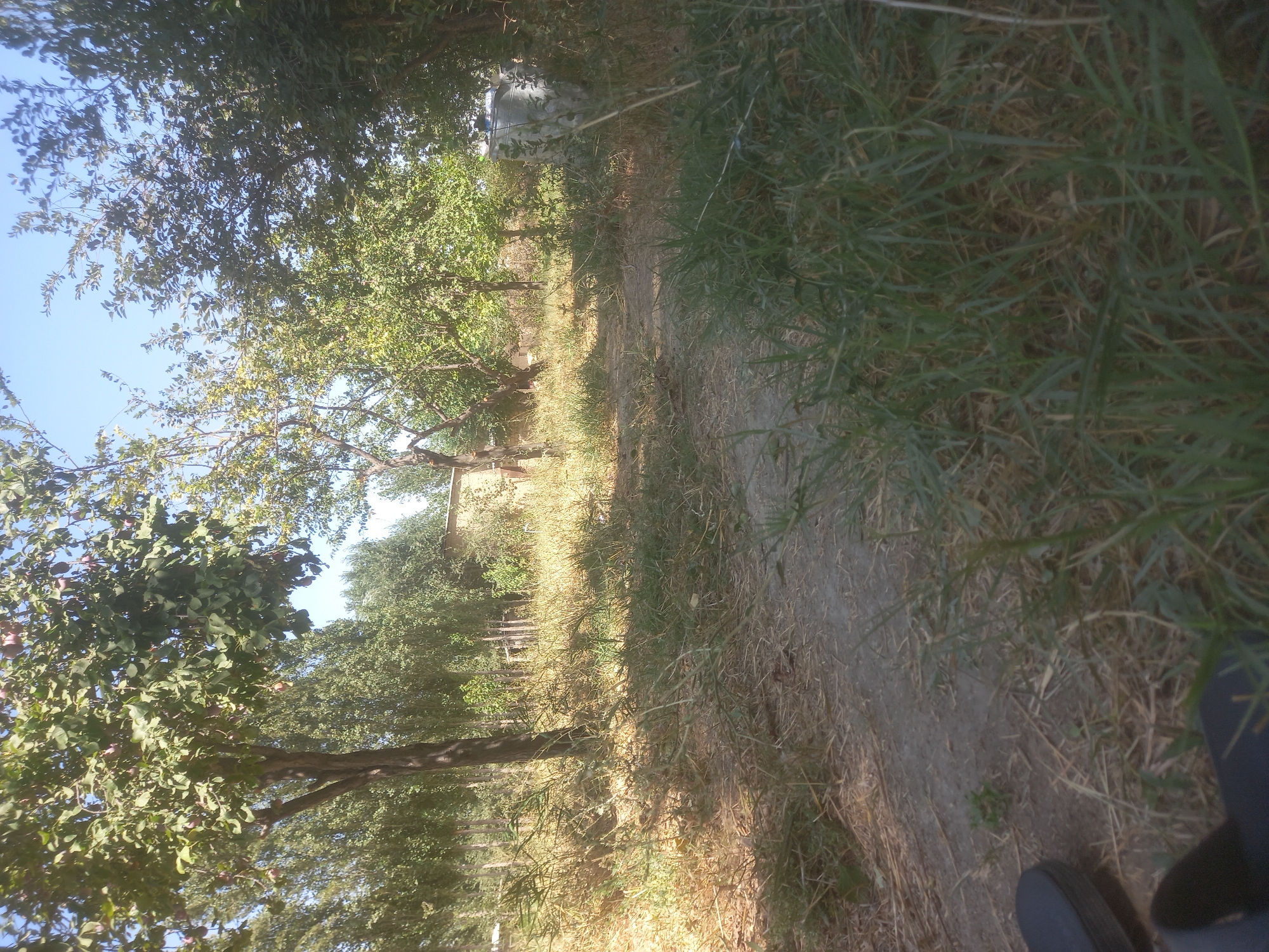 The image depicts an outdoor scene in Bulungur, Uzbekistan, featuring a dirt path winding through dry grass and foliage. Several trees with green leaves are scattered throughout the frame, some bearing fruit. In the background, a light-colored building with a brick or stucco exterior is visible, partially obscured by vegetation. A large, cylindrical object, possibly a water tank, stands to the right of the building. Two black sandals are placed on the path in the foreground, suggesting recent human presence. The sky is clear and blue.