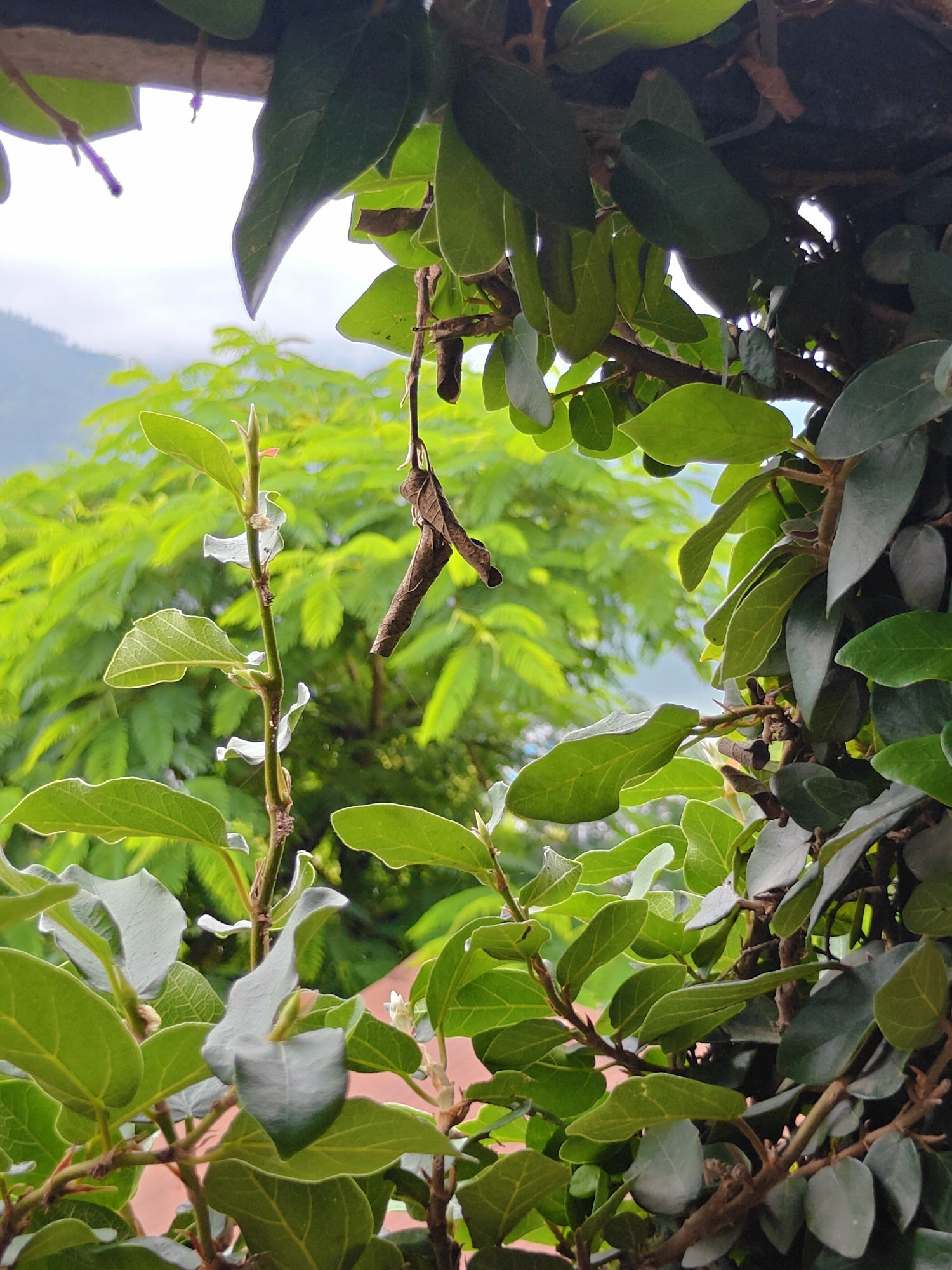An outdoor, close-up shot focuses on a cluster of green leaves and branches. In the center of the image, a slender branch grows vertically, adorned with several green leaves and small, white flower buds. To the right, a dried, brown leaf hangs from a thin stem. In the background, a blur of lush green foliage and a misty mountain range suggests a natural setting. The scene is likely situated in Pokhara, Nepal, given the distinct backdrop of mountainous terrain and vibrant vegetation typical of the region. No individuals or specific actions are depicted.