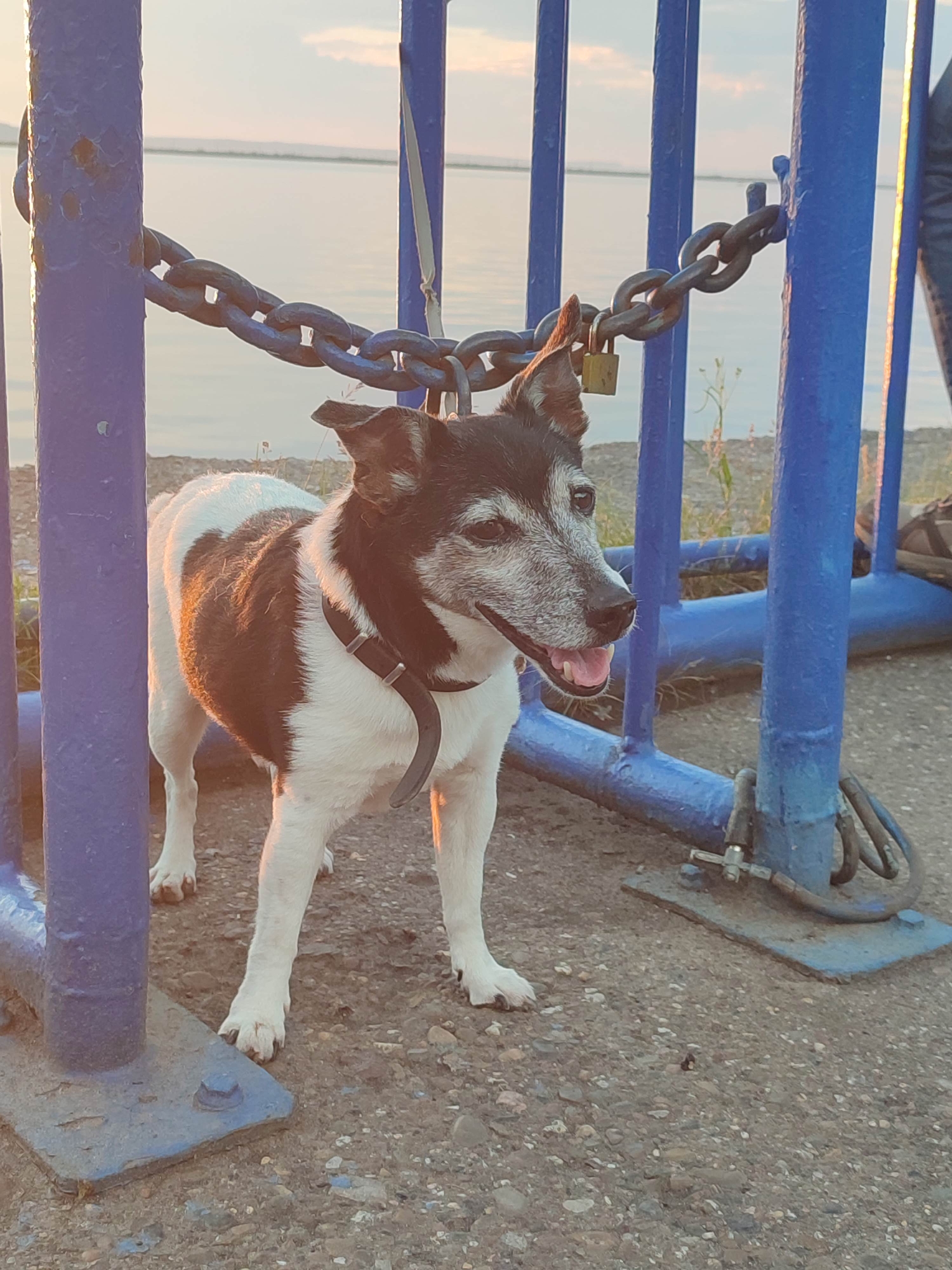 A medium-sized, short-haired dog with black and white markings stands by a blue metal barrier. The dog is facing right, with its mouth open and tongue visible. The barrier has a thick chain attached to it, secured by a padlock. In the background, a body of water is visible under a soft, hazy sky. The ground is a mix of asphalt and gravel. The scene appears to be outdoors, possibly near a waterfront.