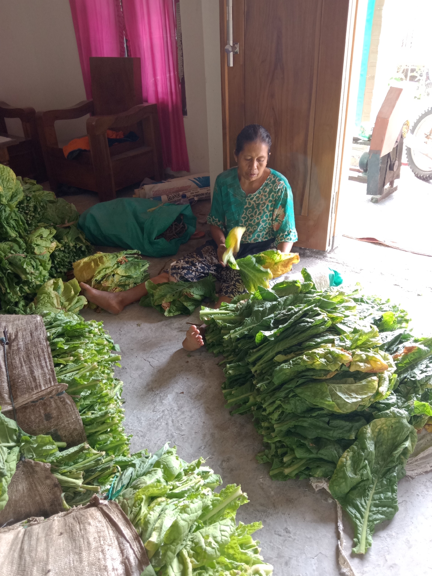 The image depicts an interior scene in Pacing, Indonesia, where a woman is processing a large quantity of fresh green leaves. She is seated on a concrete floor, surrounded by heaps of the leaves, which appear to be tobacco. To her right, a large pile of the processed leaves is neatly stacked. The woman is wearing a green and white patterned blouse and a dark patterned skirt. She is holding some leaves in her hands, suggesting she is in the process of sorting or preparing them.
Behind her, a large green sack is partially visible, as is a bag with text that includes "PUJUK BERJUANG PEMERINTAH". Further in the background, a wooden chair is present, and a doorway leads to an outdoor area where a piece of machinery with a wheel is visible. Pink curtains hang in the background, partially obscuring a window. The floor is concrete, and the overall impression is of a rustic, functional space used for agricultural processing.