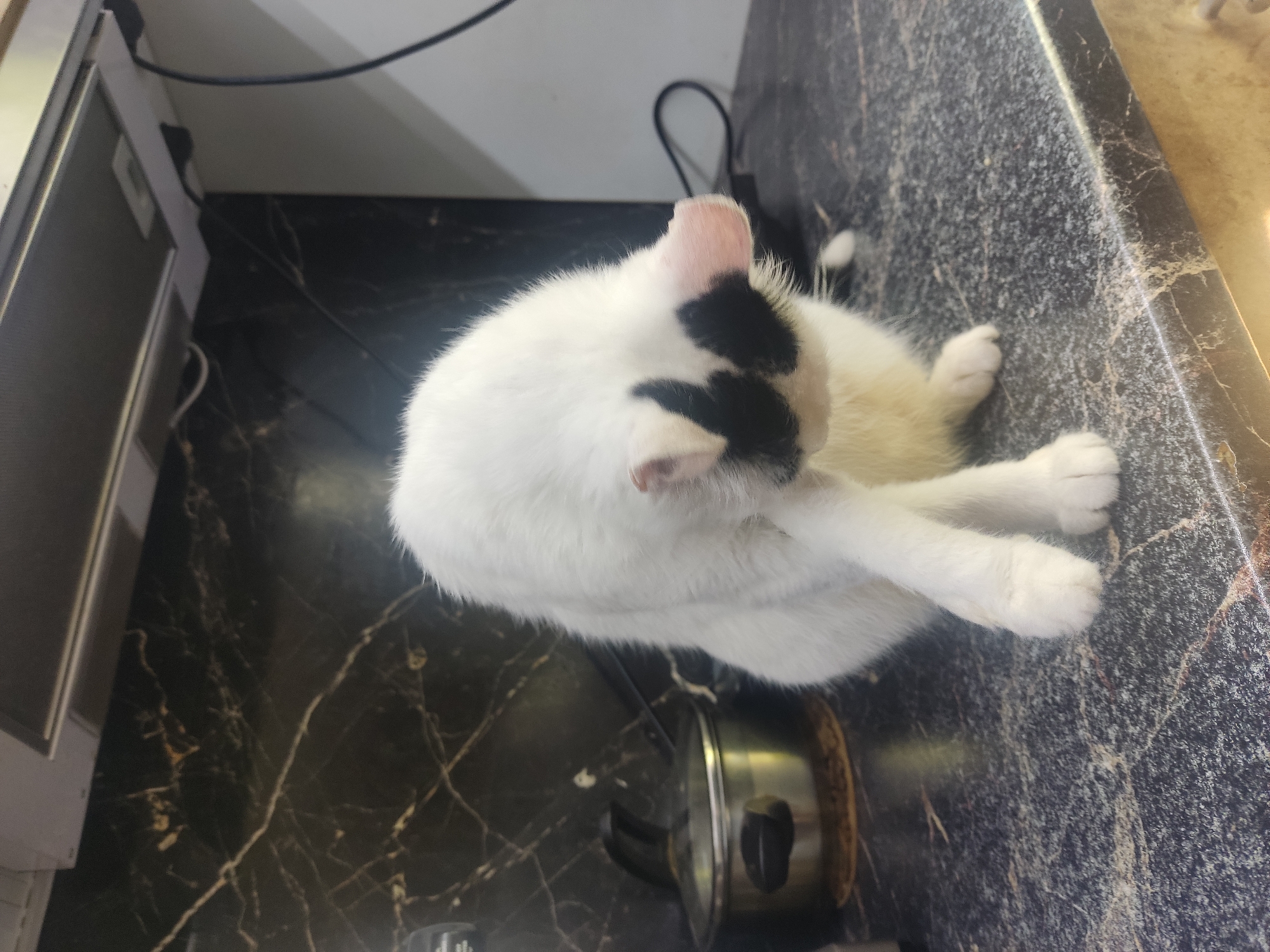 A black and white cat is grooming itself on a black marble countertop in a kitchen. The cat is sitting with its head turned down and to the right, and it appears to be licking its paw. Its fur is primarily white, with black markings around its eyes and ears. In the background, there is a stainless steel range hood, a pot with a glass lid on a trivet, and some electrical cords. The overall environment appears to be indoors, likely a residential kitchen. The location of Marianivka, Ukraine is not explicitly depicted in the image.