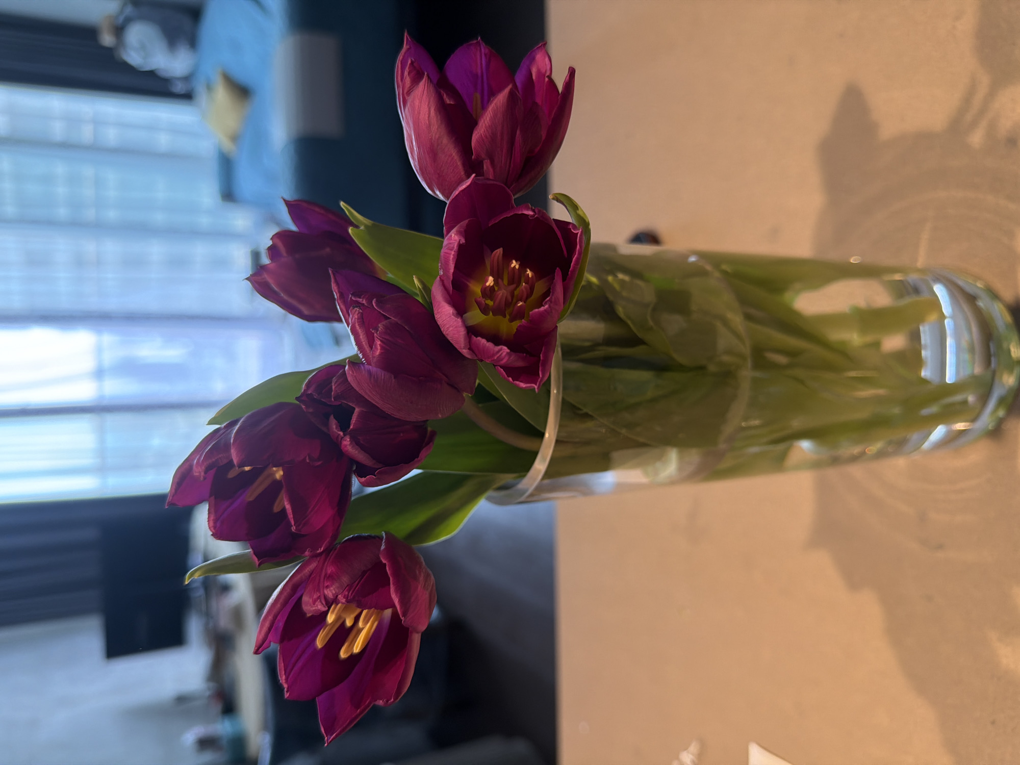 A vase of dark purple tulips sits on a surface, likely a table. The tulips are in full bloom, revealing yellow stamen in some. The vase is clear and appears to be filled with water, obscuring the stems. In the blurred background, a window with closed blinds is visible, along with a blue couch. The scene appears to be indoors, possibly in a residential setting. There is no discernible evidence in the image to place it specifically in London, UK.