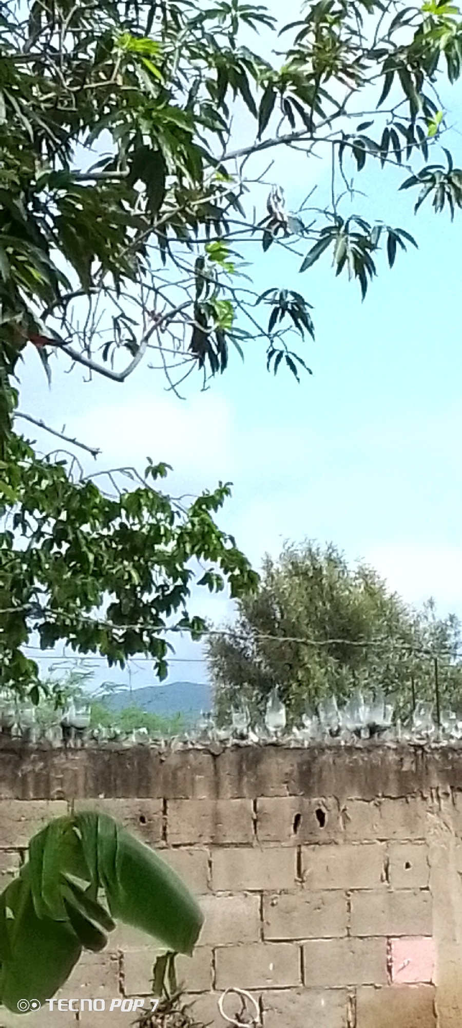 The image shows a view over a brick wall topped with broken glass bottles in Altagracia, Venezuela. Lush green trees with dark leaves frame the top and left portions of the scene, with branches extending into a light blue sky. In the middle ground, a dense tree with lighter green foliage stands behind the barrier of broken bottles. Beyond the trees, a hazy blue mountain range is visible under the sky. The foreground features a rough, beige brick wall. A large, vibrant green leaf, possibly from a banana plant, curls in from the lower left corner of the frame, partially obscuring the wall. The bottom edge of the image displays a watermark: "© TECNO POP 7".