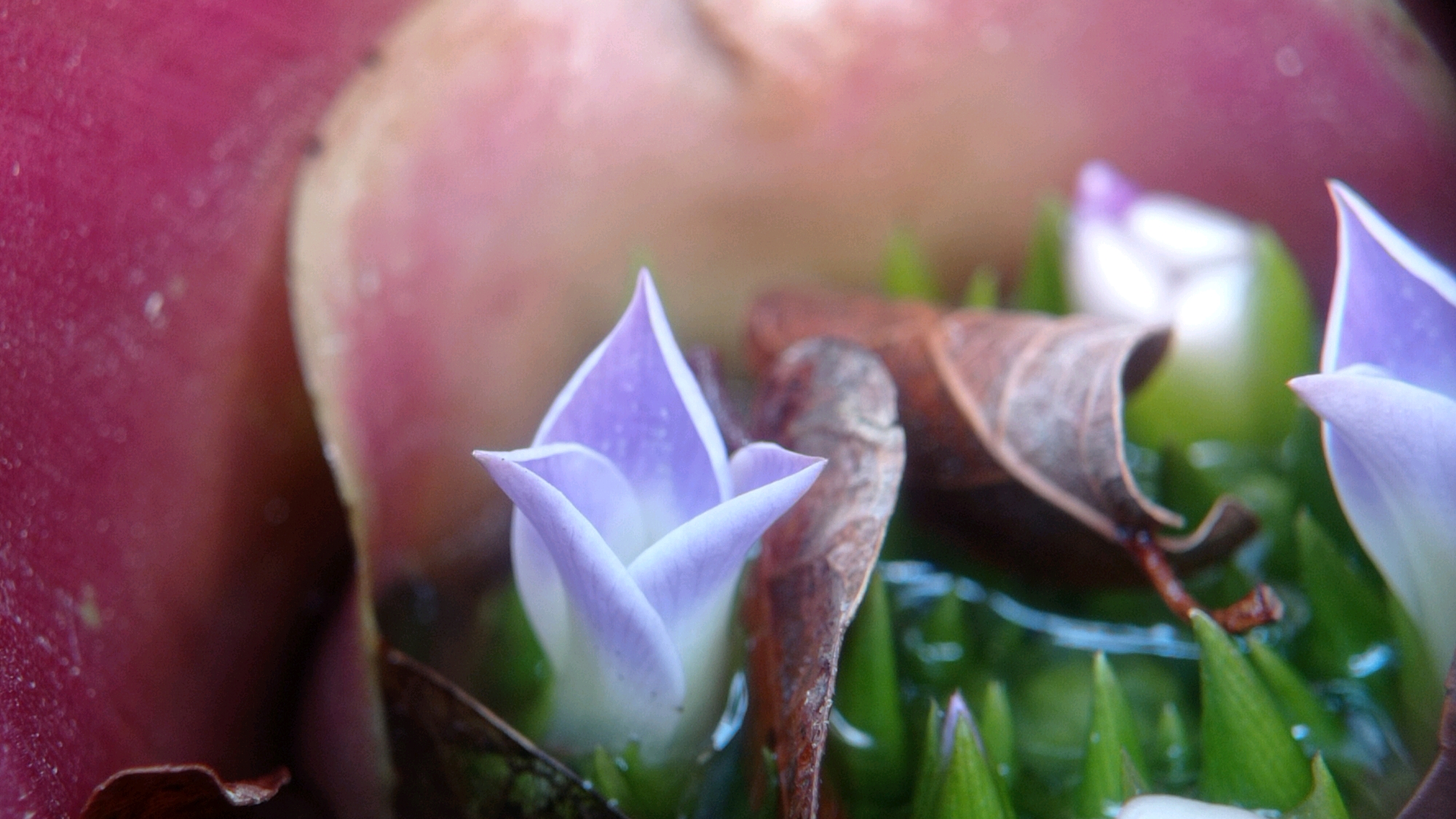 This is a close-up, shallow depth of field photograph of several small, purple and white flowers nestled among vibrant green, spire-like foliage. The flowers have delicate, pointed petals. One prominent flower in the foreground is unfurling, revealing a pale interior. Behind it, a dried, brown leaf curves over the scene. In the background, a large, blurred, reddish-pink structure, possibly a larger petal or leaf, dominates the left side of the frame. The overall impression is of a miniature, naturalistic setting, possibly within a botanical garden or a well-maintained natural area. The image does not contain any explicit indicators of its location in Batu, Indonesia.