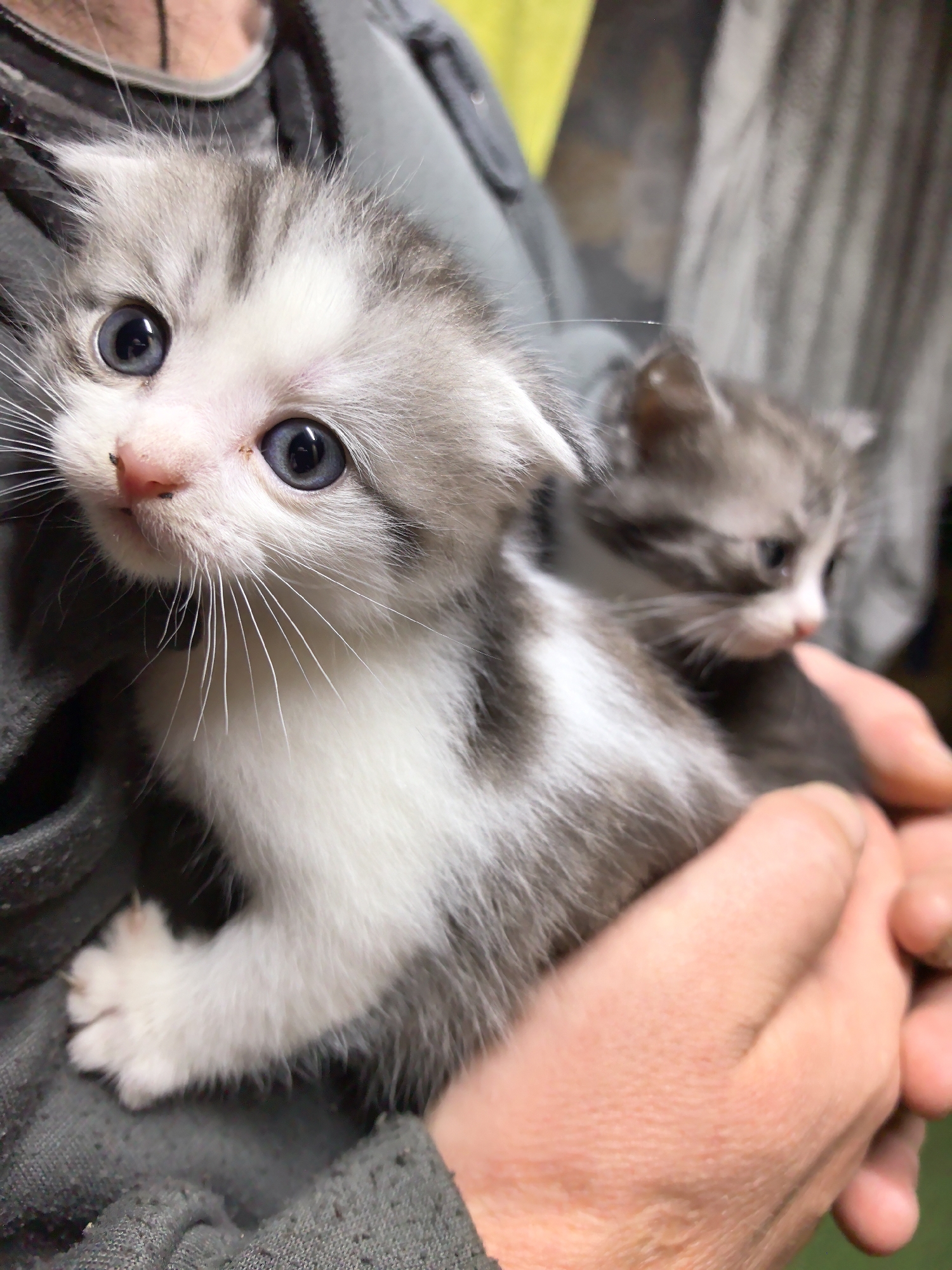 The scene takes place in Гаревая, Russia. Two domestic kittens are held in the hands of an unseen individual. The prominent kitten in the foreground is primarily white with grey tabby markings on its head and back. It features distinct blue irises, a pink nose, and numerous white vibrissae, and is oriented forward, looking directly at the viewer. Its front left paw, displaying small claws, rests on a grey, textured fabric, likely an article of clothing. A second kitten, partially obscured and out of sharp focus, is positioned behind the primary subject, displaying similar grey and white coloration and facing towards the right. The individual's light-skinned hands support both kittens. A grey garment is visible in the upper left background, while the remaining background is blurred with indistinct yellow and grey elements.