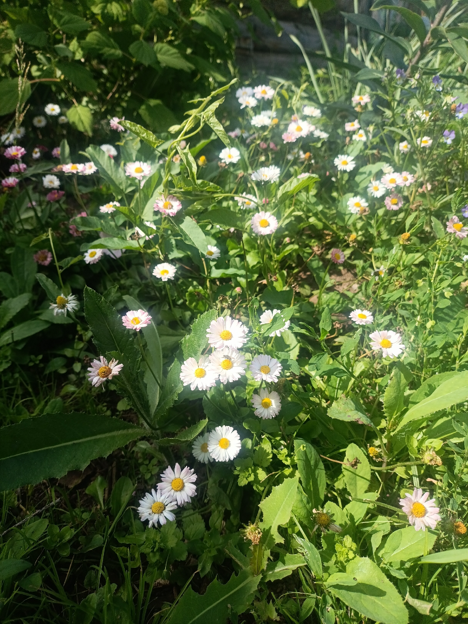 In a sunlit garden in Froli, Russia, a patch of daisies thrives amidst lush green foliage. The flowers, predominantly white with yellow centers, some exhibiting delicate pink hues on their petals, are scattered across the frame. The leaves of the daisies are a vibrant green, some broad and serrated, others slender and grass-like. Interspersed among the daisies are hints of other wildflowers, including small purple blossoms. The scene is densely packed with vegetation, creating a natural, uncultivated appearance. The lighting suggests it is daytime, with dappled sunlight casting shadows on the ground and plants.