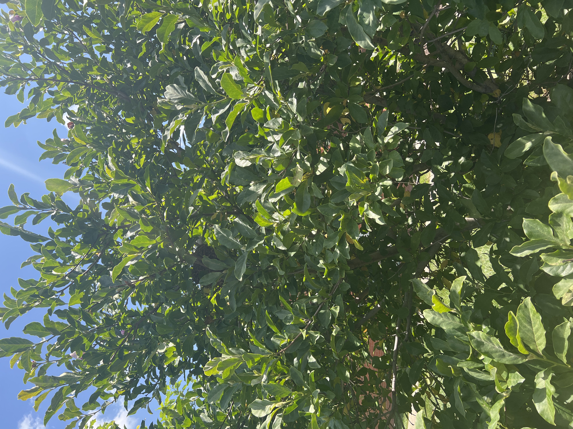 This media file is a photograph taken from below, looking up into the dense foliage of a tree against a bright blue sky with some scattered white clouds. The leaves are a vibrant green, and the branches are a mix of lighter and darker brown. Sunlight filters through the leaves, creating dappled patterns of light and shadow. In some areas, the leaves appear slightly glossy, catching the light. The image is oriented vertically.
The scene suggests a sunny day, likely in the daytime due to the bright sky and sunlight. The presence of lush green leaves indicates a season with growth, such as spring or summer. The sky appears clear with a few wispy clouds, suggesting pleasant weather. While no specific location cues beyond the general context of the United States are available, the abundant greenery and blue sky evoke an outdoor, possibly suburban or natural setting.
There are no people or identifiable objects other than the tree and the sky. The activity, if any, is implied by the static nature of the image, which is simply a view of the tree and sky. There is no visible text within the image. The overall impression is one of natural beauty and a serene outdoor atmosphere.