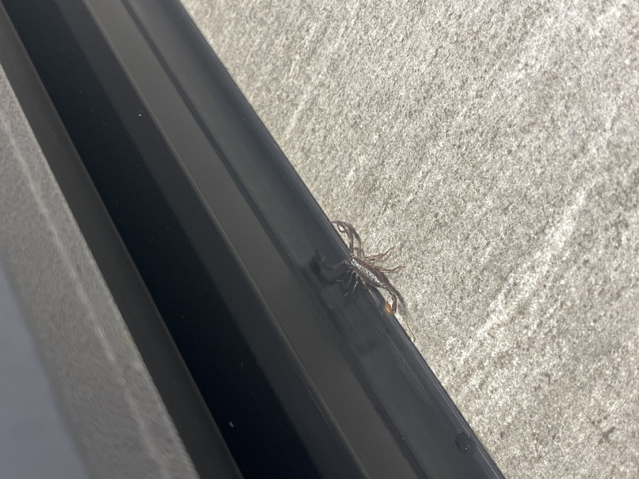 The image displays a close-up, ground-level perspective of a single scorpion. The scorpion, consistent with species found in Europe, is reddish-brown, with visible chelae and a segmented tail culminating in a lighter, yellowish telson. It rests on a light-grey, textured surface, likely concrete paving, positioned against the base of a dark, multi-faceted structural frame, possibly a window or door threshold, which occupies the upper left portion of the scene. The environment is brightly lit by daylight. No individuals or other subjects are present. The specific location within Mendrisio, Switzerland, cannot be ascertained from the visual evidence.