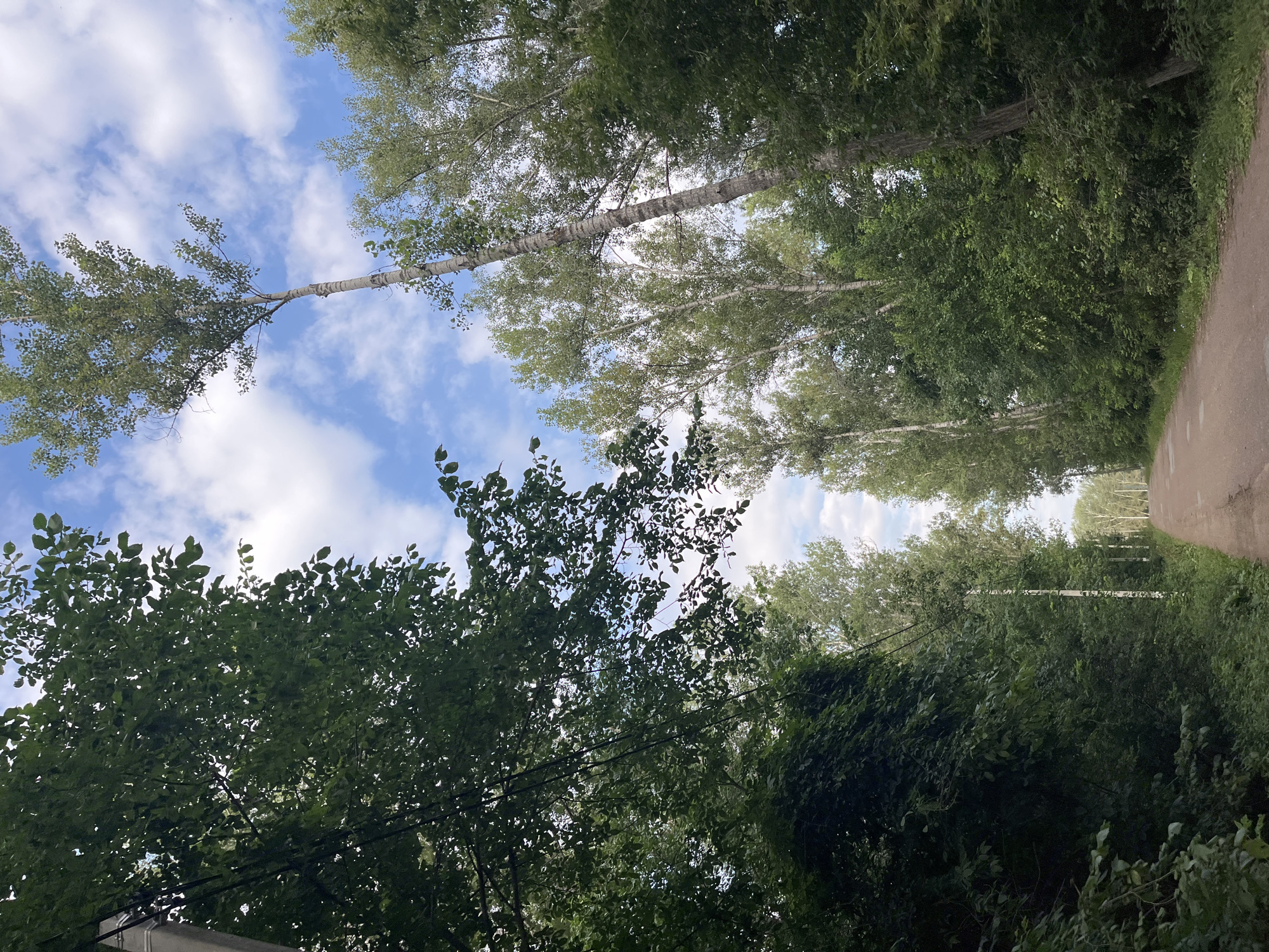 The image depicts a view of a paved road in Blagoveshchensk, Russia, lined with tall trees on both sides. The trees, predominantly deciduous with green foliage, create a canopy overhead, partially obscuring the bright blue sky dotted with white clouds. The road appears to be a rural or suburban path, with no vehicles or people visible. The overall atmosphere is serene and natural, characteristic of a summer day in a wooded area.