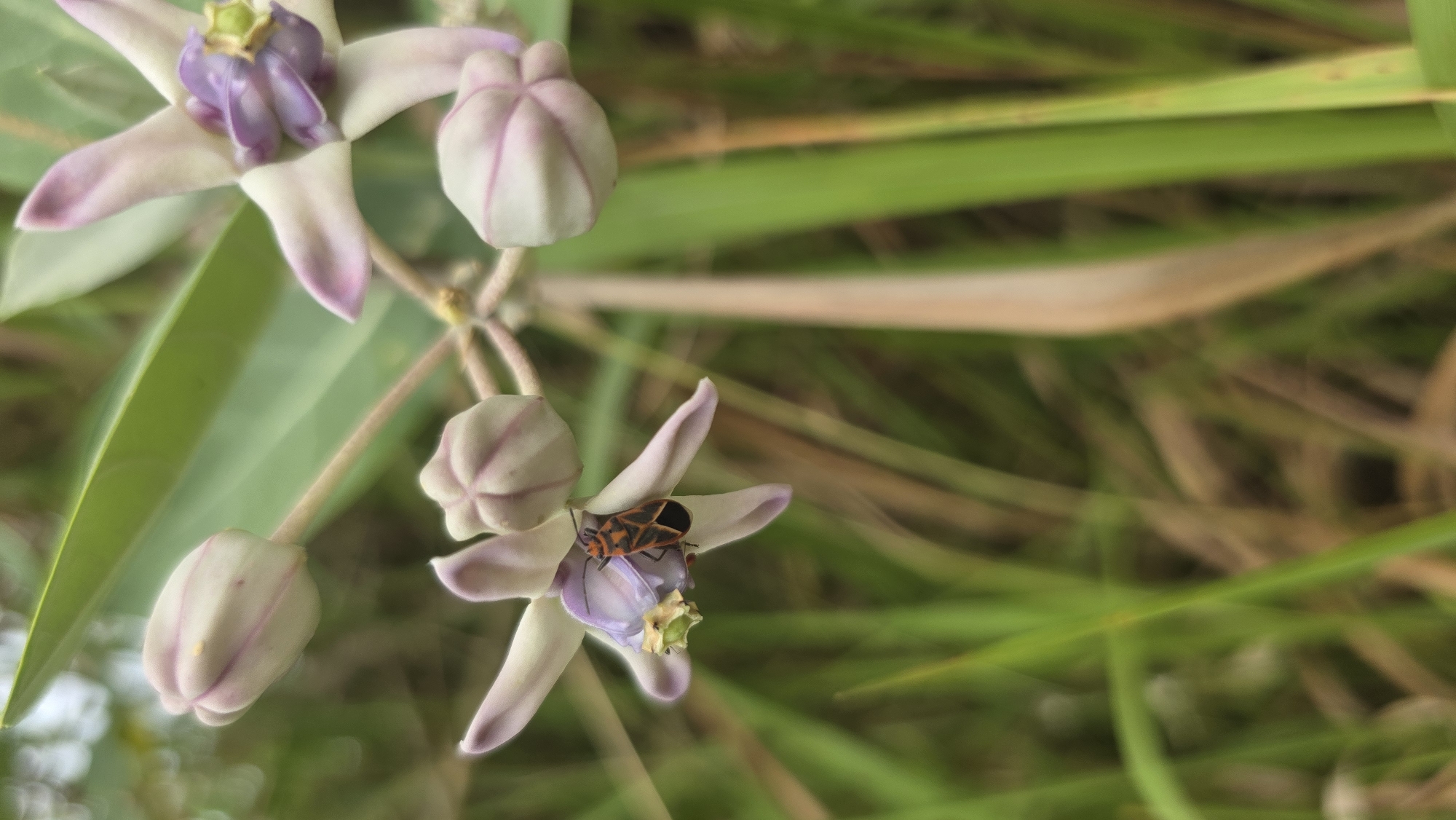 The image features a close-up shot of a cluster of crown flowers (Calotropis gigantea) in bloom. The flowers are characterized by their five-pointed, light purple-tipped petals and a darker purple central structure. The crown flowers are on a thin stem, surrounded by several flower buds that are closed and striped with light purple markings. An insect with a black and orange exoskeleton is seen resting on one of the open crown flowers. The background is blurred, but it appears to be an outdoor area with tall grasses. The location is Lhokseumawe, Indonesia, which is essential context.