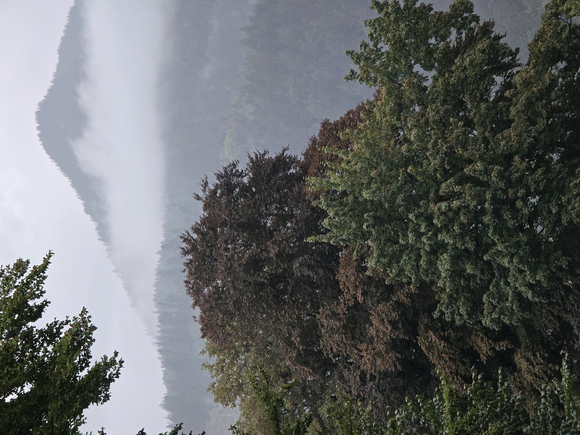A foggy mountain landscape is visible in the background, with a peak partially obscured by clouds and dense pine forests covering the slopes. In the foreground, several trees are present. A large tree with dark reddish-brown leaves is centrally located, flanked by trees with green foliage. Some of the green trees appear to be deciduous, while others might be evergreens. The foliage suggests it is late summer or early autumn. The sky is overcast and gray. The overall atmosphere is moody and serene, typical of a damp, cloudy day in the Bavarian Alps, potentially near Garmisch-Partenkirchen.