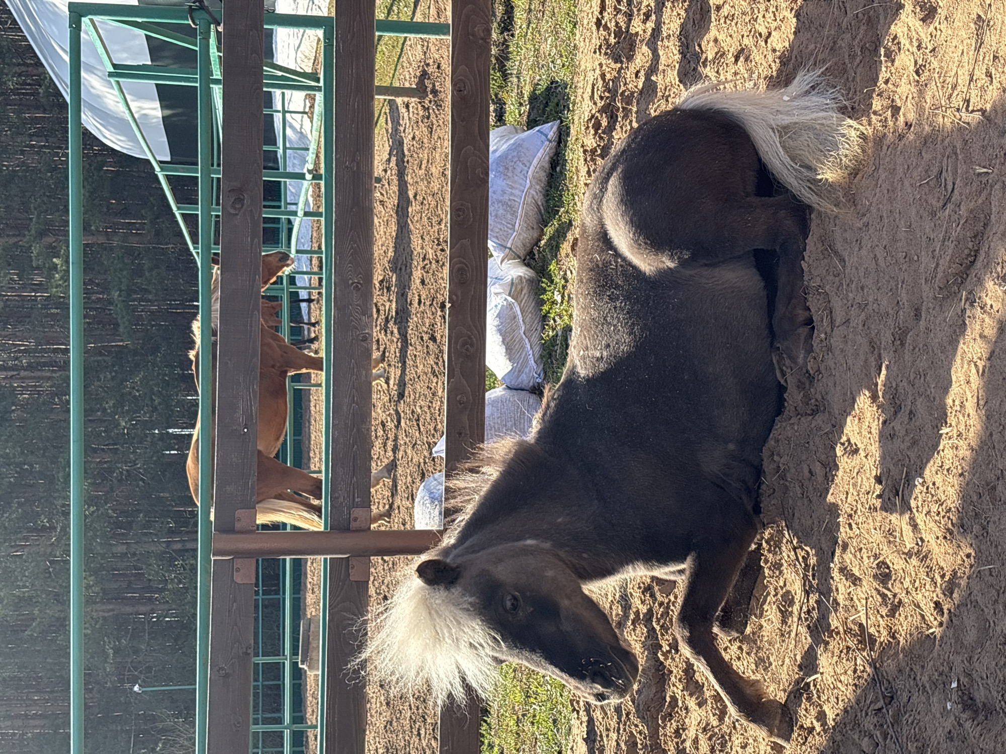 The image shows two horses in an outdoor enclosure. In the foreground, a dark gray pony with a white mane and tail is lying down on sandy ground. Behind the pony, there is a wooden fence with a green metal frame. Through the fence, another horse, chestnut-colored, is visible. Also behind the pony are large white bags of feed. The location is in Русский Вожой, Russia.