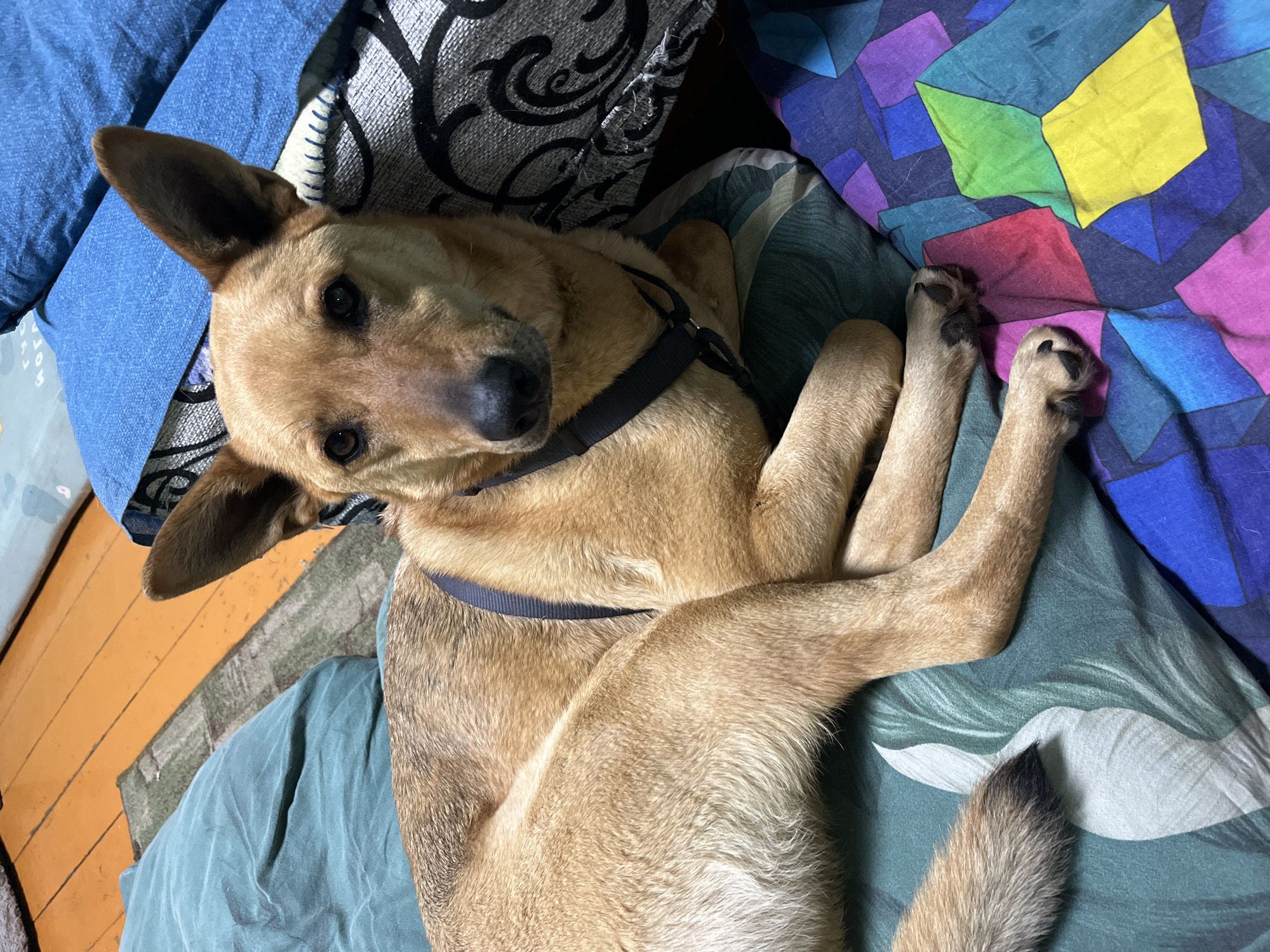 A medium-sized, tan-colored dog with a black harness is lying on a bed covered with various patterned pillows and blankets. The dog is looking directly at the camera with a relaxed expression. The background includes a mix of blue, gray, green, and multi-colored fabrics. The location is not discernible from the image.