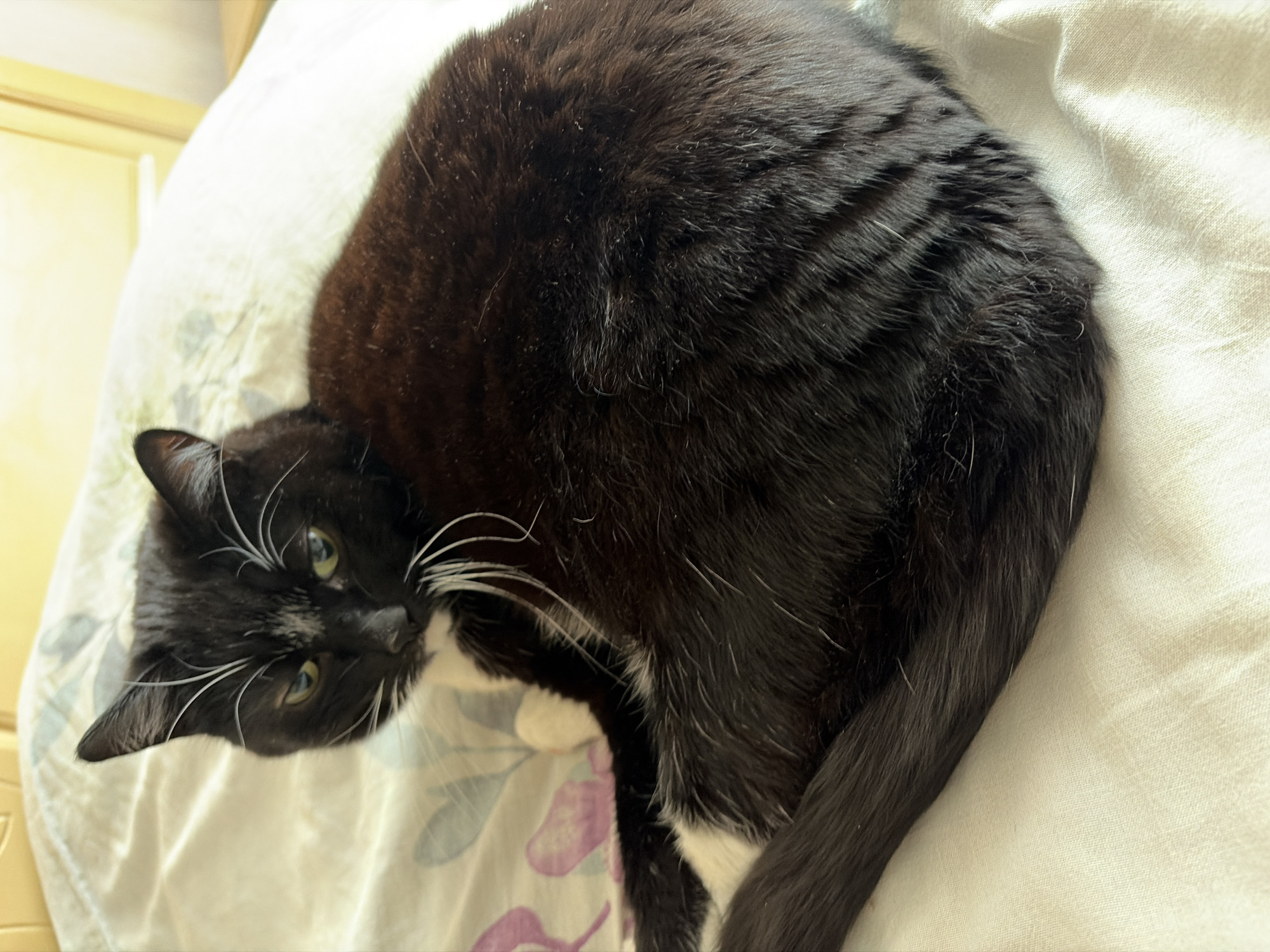 A black and white tuxedo cat is curled up on a light-colored floral patterned bedspread. The cat's head is tilted towards the viewer, with visible white whiskers and yellow-green eyes. The background is out of focus, but a beige-colored piece of furniture is partially visible. The location of the photo is unknown.