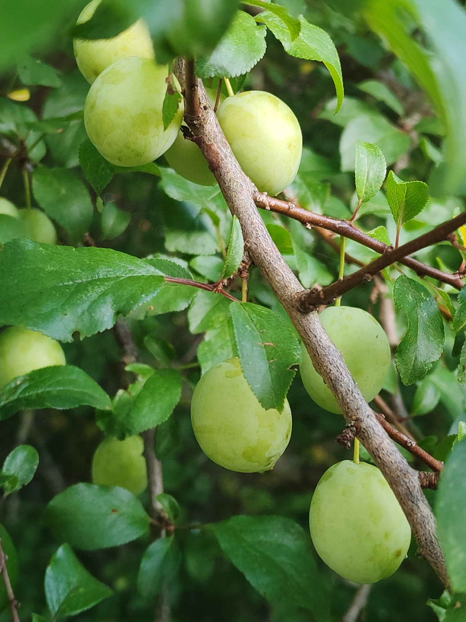 A close-up, slightly blurry photograph captures several unripe green plums hanging from a tree branch. The plums vary in size, with some larger and more developed than others. The branch is rough and textured, with smaller twigs and leaves interspersed around the fruit. The background is a dense canopy of green leaves, creating a natural, outdoor setting. There are no people or any other discernible objects or actions in the scene. The lighting suggests it is daytime, with soft light filtering through the foliage. The location is not specified beyond being an outdoor environment with a fruit-bearing tree.
