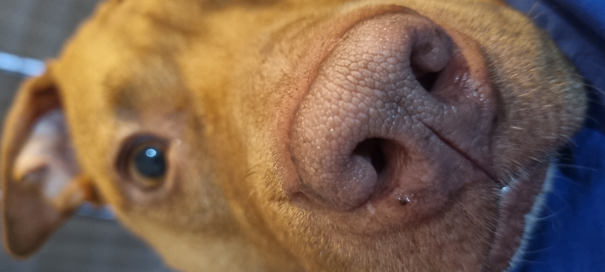 A close-up, high-angle shot captures the right side of a dog's face, with a strong focus on its nose. The dog has short, reddish-brown fur. Its nose, central to the image, is a light pinkish-brown, textured with distinct, small, polygonal patterns across its surface, and appears moist with a few tiny droplets visible, particularly near the right nostril where a small dark spot is also present. The right eye, positioned in the lower left quadrant of the frame, is a dark brown, reflecting a bright blue circular light. Part of the dog's right ear is visible, blurred, in the upper left corner. The surrounding fur is soft and short. The background is entirely out of focus, with hints of a solid blue object visible on the far right, suggesting a shallow depth of field. The dog's expression appears calm and attentive. No visible text is present.