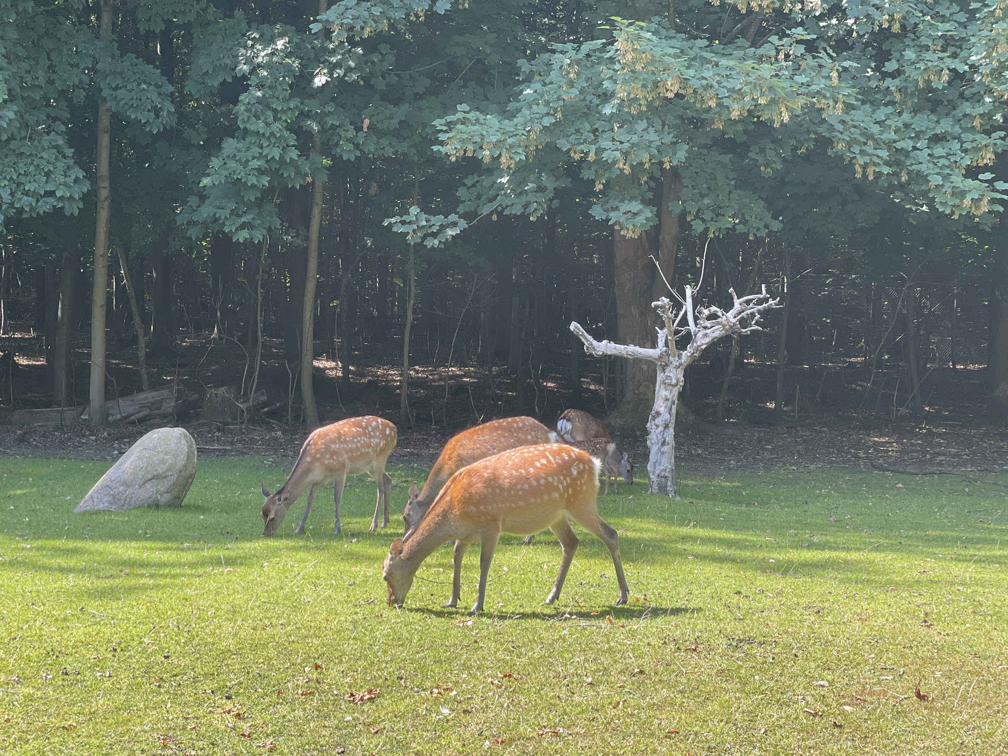 The image shows a group of deer grazing on a grassy area in front of a dense forest. In the foreground, several sika deer, identifiable by their spotted coats, are present. One deer in the center is facing right, with its head down grazing. Another deer, slightly behind and to its left, is also grazing. To the far left, a large, pale rock is situated on the grass. The forest in the background consists of numerous tall trees with dense green foliage, and some bare, light-colored branches of a dead tree are visible near the center. The ground is covered in lush green grass, with some fallen leaves and debris scattered around. The sunlight casts shadows on the grass, indicating a bright day. The scene appears to be a natural environment, possibly a park or wildlife enclosure. This image is believed to be taken in Aarhus, Denmark, at the Dyrehaven enclosure within the Marselisborg Forests.