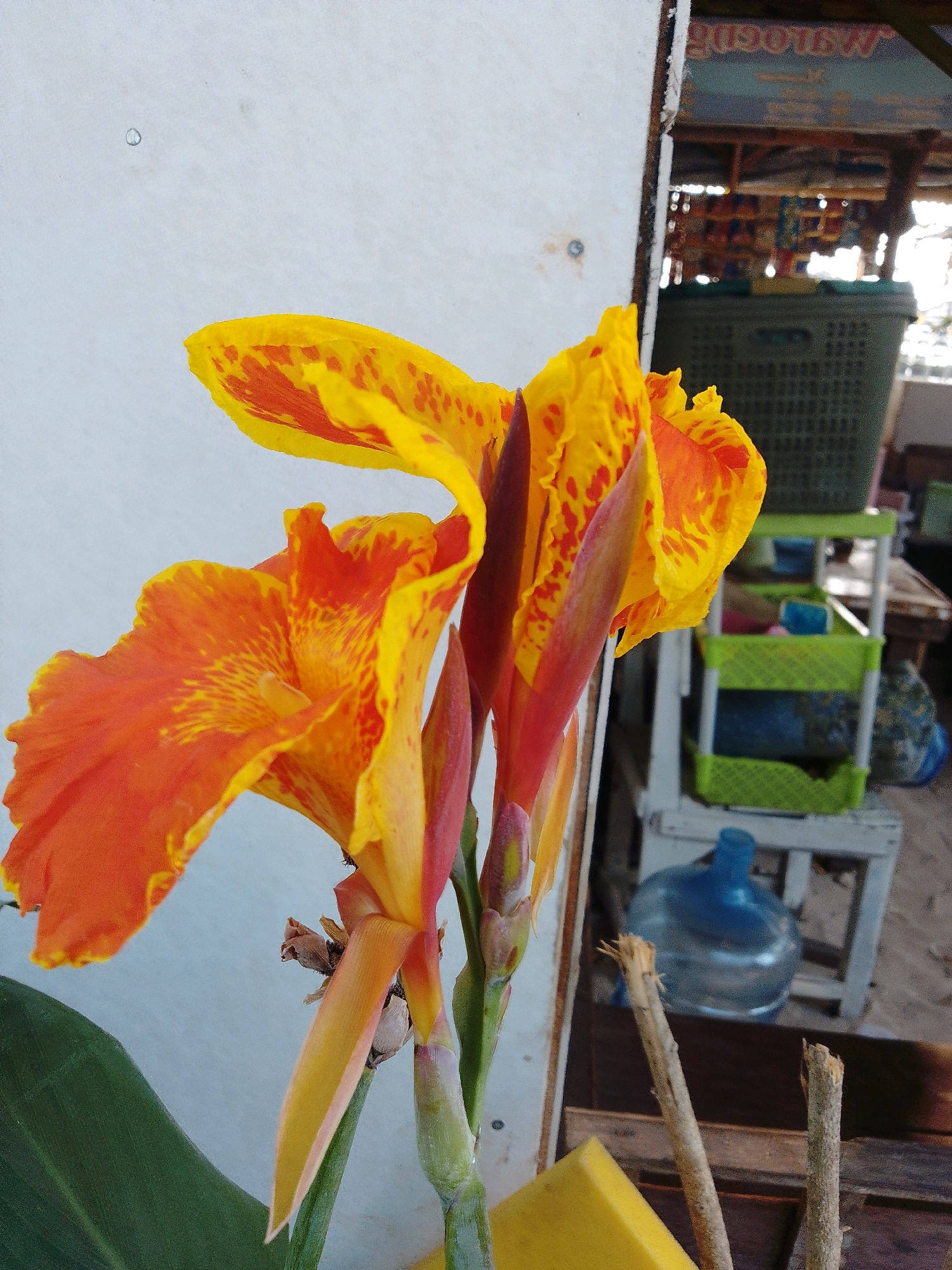 A bright orange and yellow Canna Lily is in the foreground, with a white wall behind it. To the right of the flower, there is a wooden structure with shelves holding green baskets and a large blue water bottle. In the background, a sign with Indonesian text is visible. The scene appears to be an outdoor setting, possibly a market or stall, in Cikal, Indonesia. The lighting is bright, suggesting it is daytime.