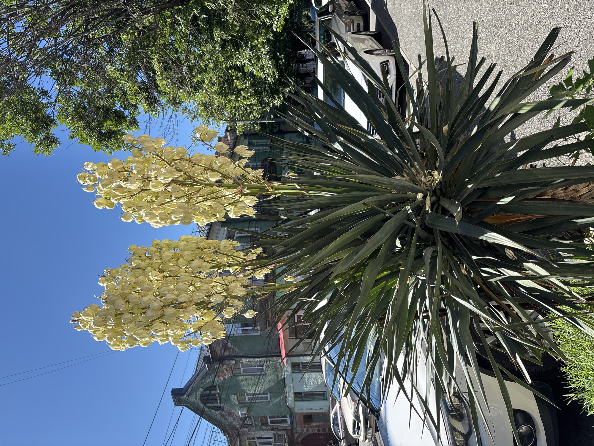 In Oktyabrskoye, Russia, a tall yucca plant with two large stalks of pale yellow flowers stands prominently on a sunny day. The plant's spiky, dark green leaves spread wide. Behind the yucca, a row of parked cars lines a paved street. Further back, a multi-story building with green and blue facades is visible, featuring arched windows. Trees with dense green foliage and bare branches are also present, along with a clear blue sky. Electrical wires crisscross the upper portion of the scene.