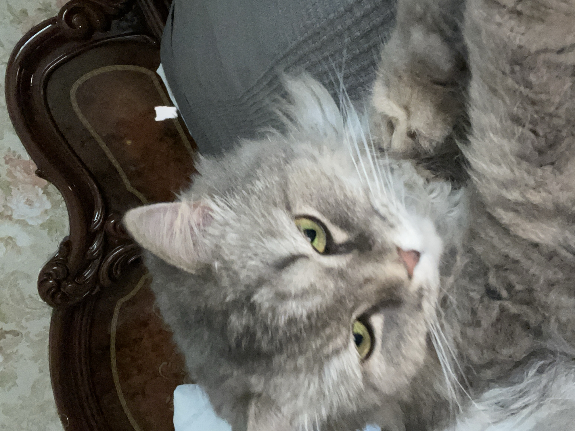 In an indoor setting, a close-up shot focuses on a gray, long-haired cat lying on a bed. The cat's head is tilted, and its green eyes are partially closed, giving it a relaxed or sleepy appearance. The background includes a dark wooden headboard with ornate carvings and a floral-patterned wallpaper. A gray blanket or comforter is visible beneath the cat. The lighting suggests an indoor environment, likely during the daytime. The location is Unknown, Russia.