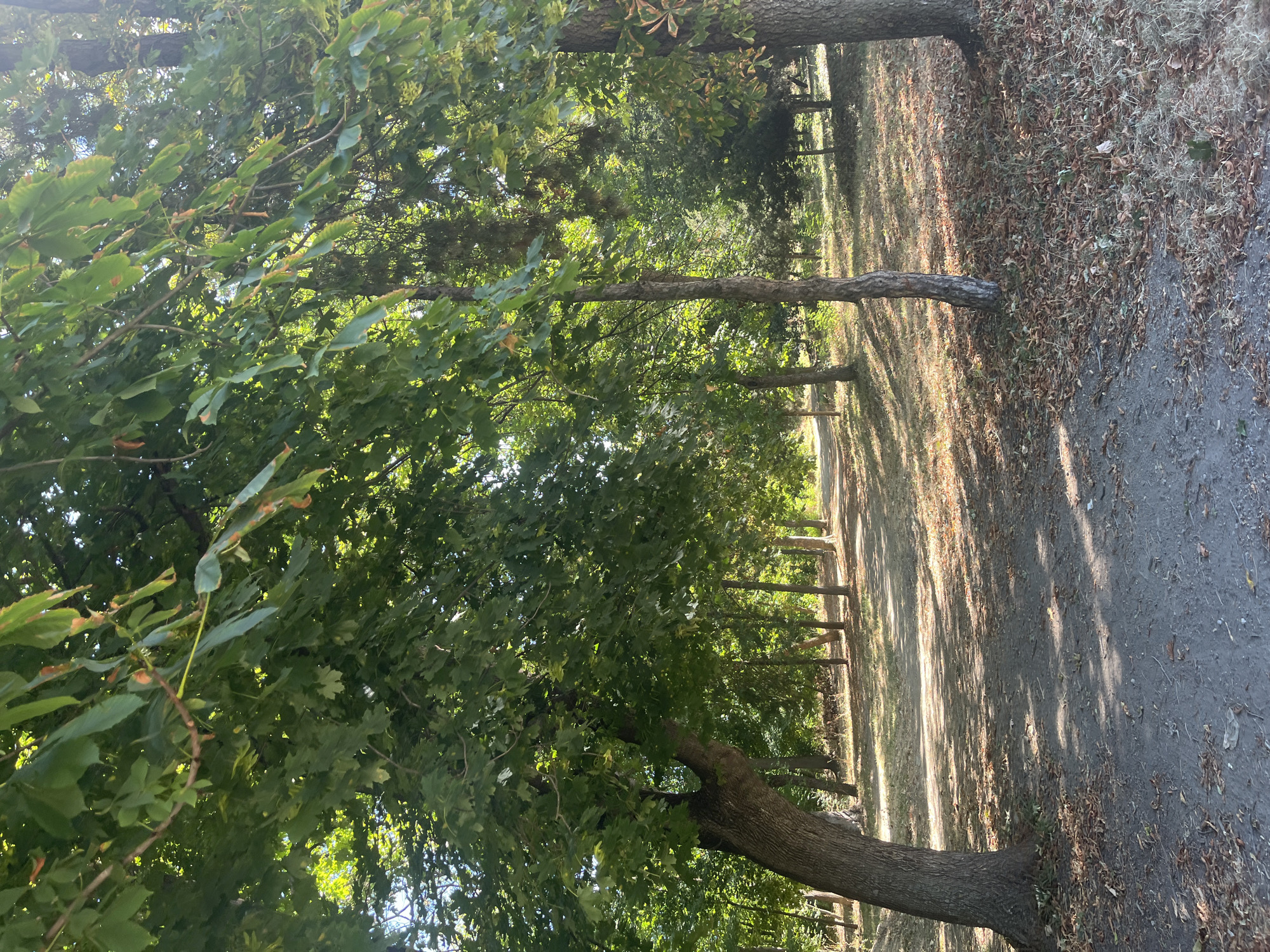 The image depicts a sun-dappled path winding through a park in Targovishte, Bulgaria. Lush green trees with broad leaves canopy the scene, casting dappled shadows on the sandy path. The ground is covered with dry leaves and scattered twigs, indicating the season is likely late summer or early autumn. The path leads into the distance, where it appears to curve and disappear among more trees. The overall atmosphere is serene and natural, suggesting a quiet, outdoor recreational area. No people or animals are visible in the frame.