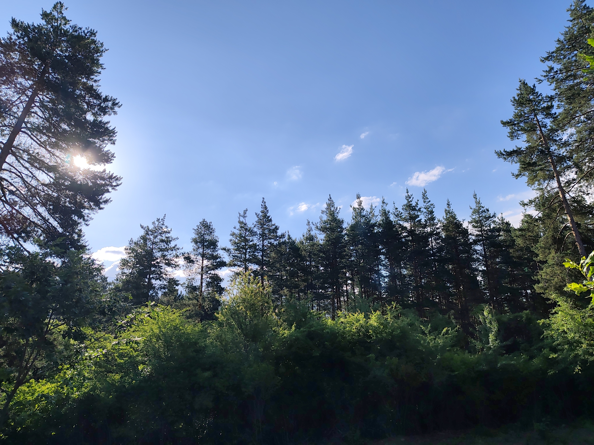 This is a landscape photograph taken outdoors in Kladnitsa, Bulgaria. The image depicts a sunlit forest scene with a clear blue sky. In the foreground, there are dense green bushes and trees. Behind them, a line of tall pine trees stretches across the mid-ground, silhouetted against the sky. The sun is visible in the upper left quadrant, peeking through the branches of a large pine tree, casting a lens flare. A few small white clouds are scattered across the sky. The overall impression is a natural, serene forest environment bathed in sunlight.